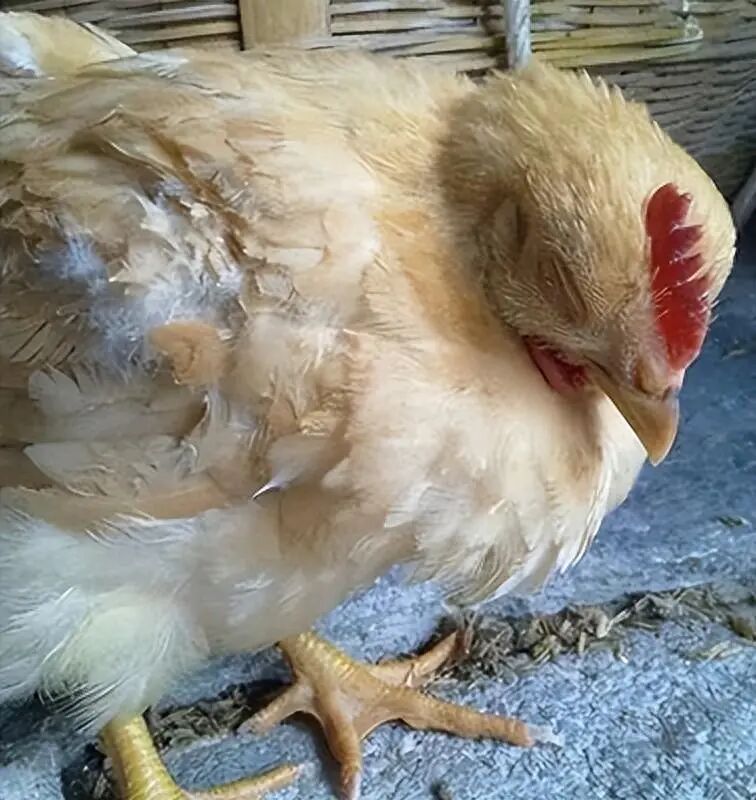 鸡病毒性感冒什么症状？鸡病毒性感冒用什么药？