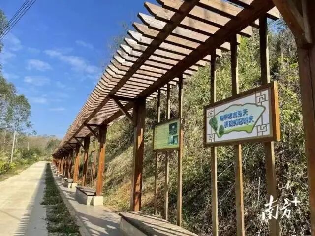 大槐华侨农场橡胶林文化展示长廊。吴健争 摄