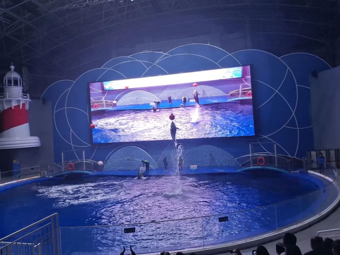 海底世界生物名称大全_海底世界的生物千奇百怪_世间海底生物