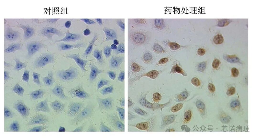 对照组 与 药物处理组