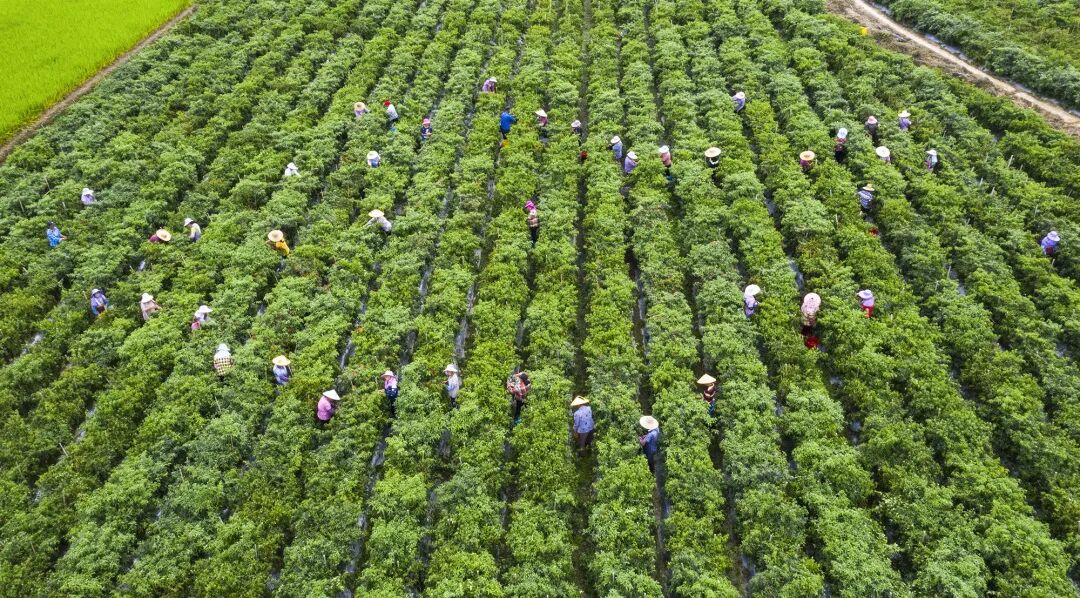 当前位置:>首页>玉林>正文>……嘉蔬绿笋茎香饭青菰米丰收是不辞长作