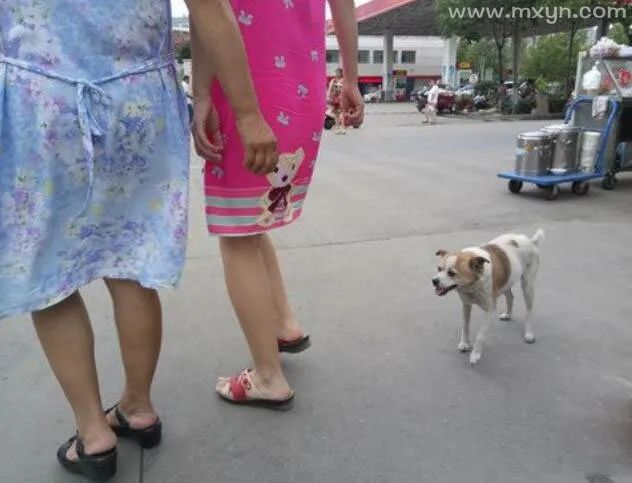 梦见狗咬女友什么预兆_女人梦见狗咬是吉兆_梦到狗咬女人