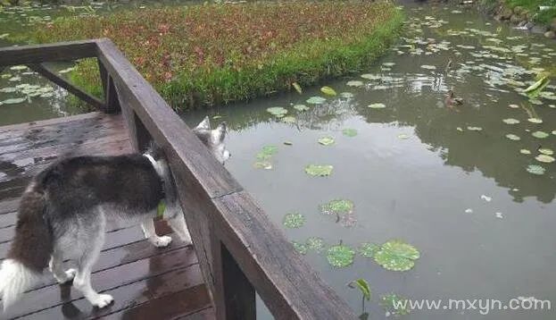 梦见老人骑车掉水里了_梦见自己骑车掉沟里了_梦见别人骑车掉水里了