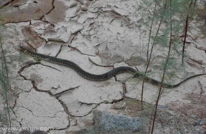 梦见好多蛇女_女人梦见很多小蛇是什么意思_梦见好多蛇女人