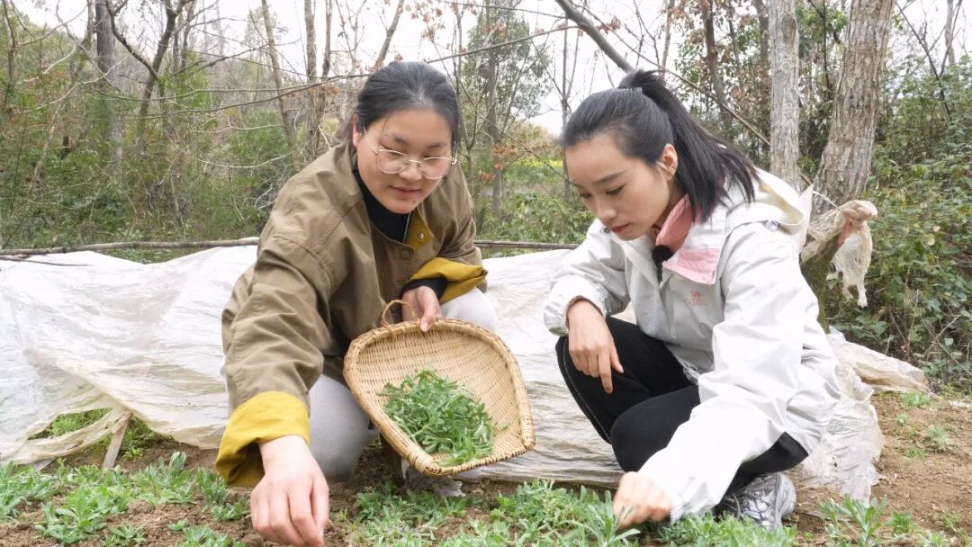 软萩粑：罗田的春天滋味