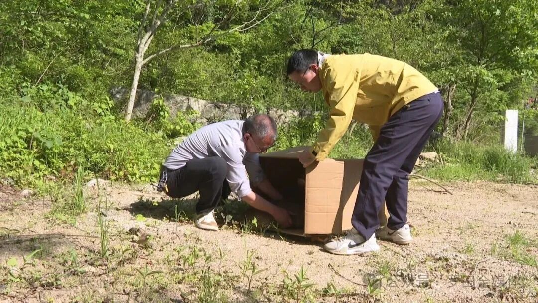 暖心救助！野生小麂成功放归天堂寨山林