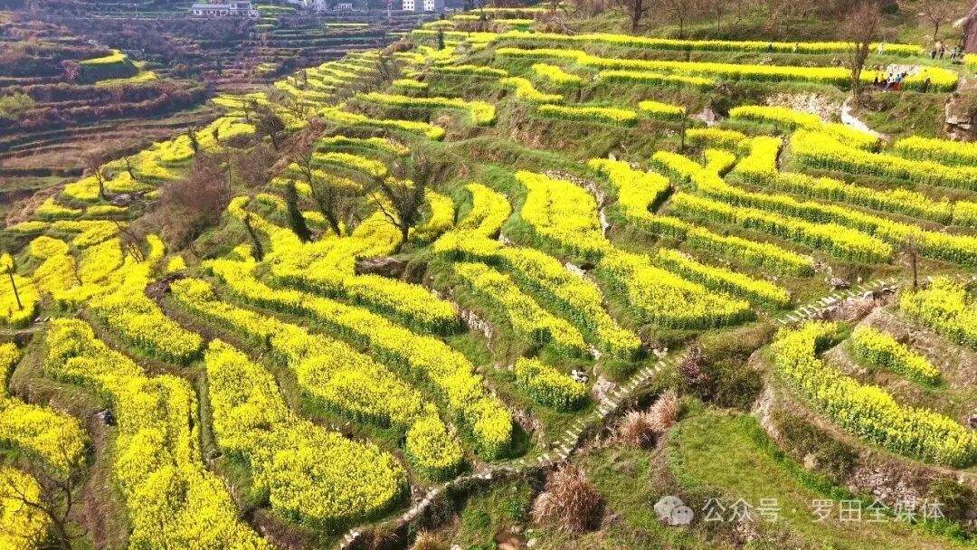 金浪翻涌古梯田 春风醉美潘家湾