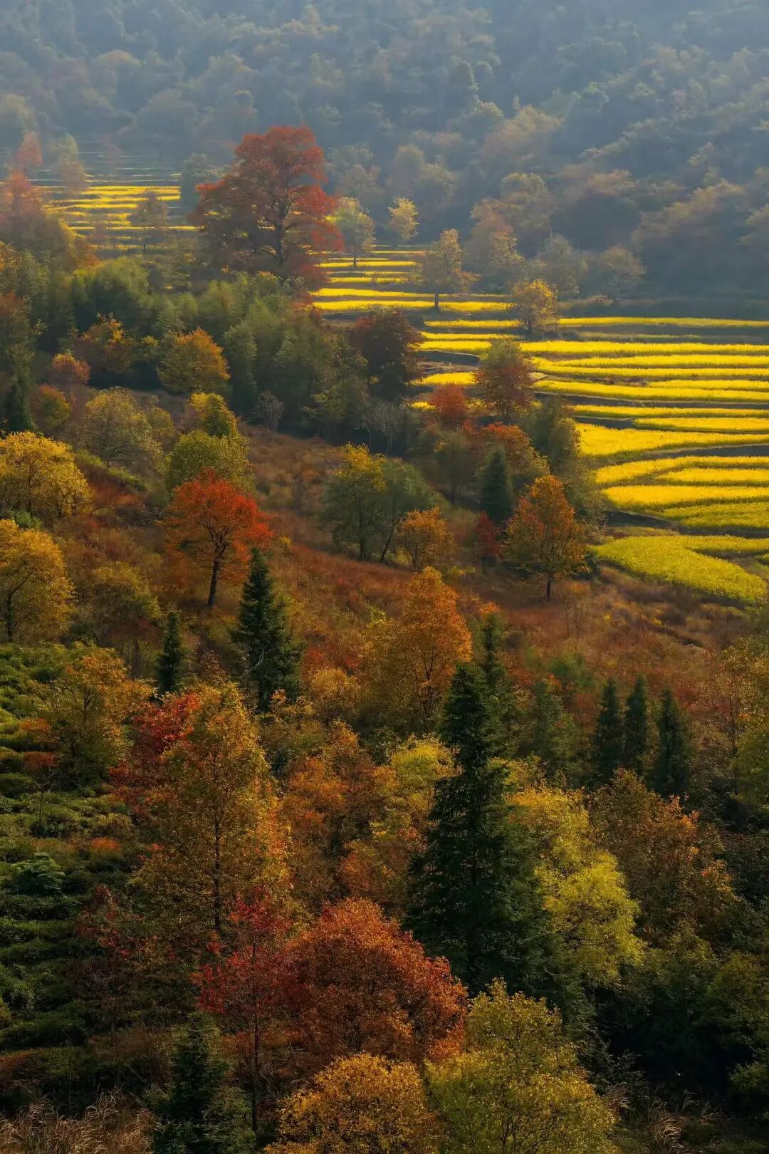 高铁直达！这个国风秋色天花板，比江南更江南，安逸而静谧，累了就去住两三天！