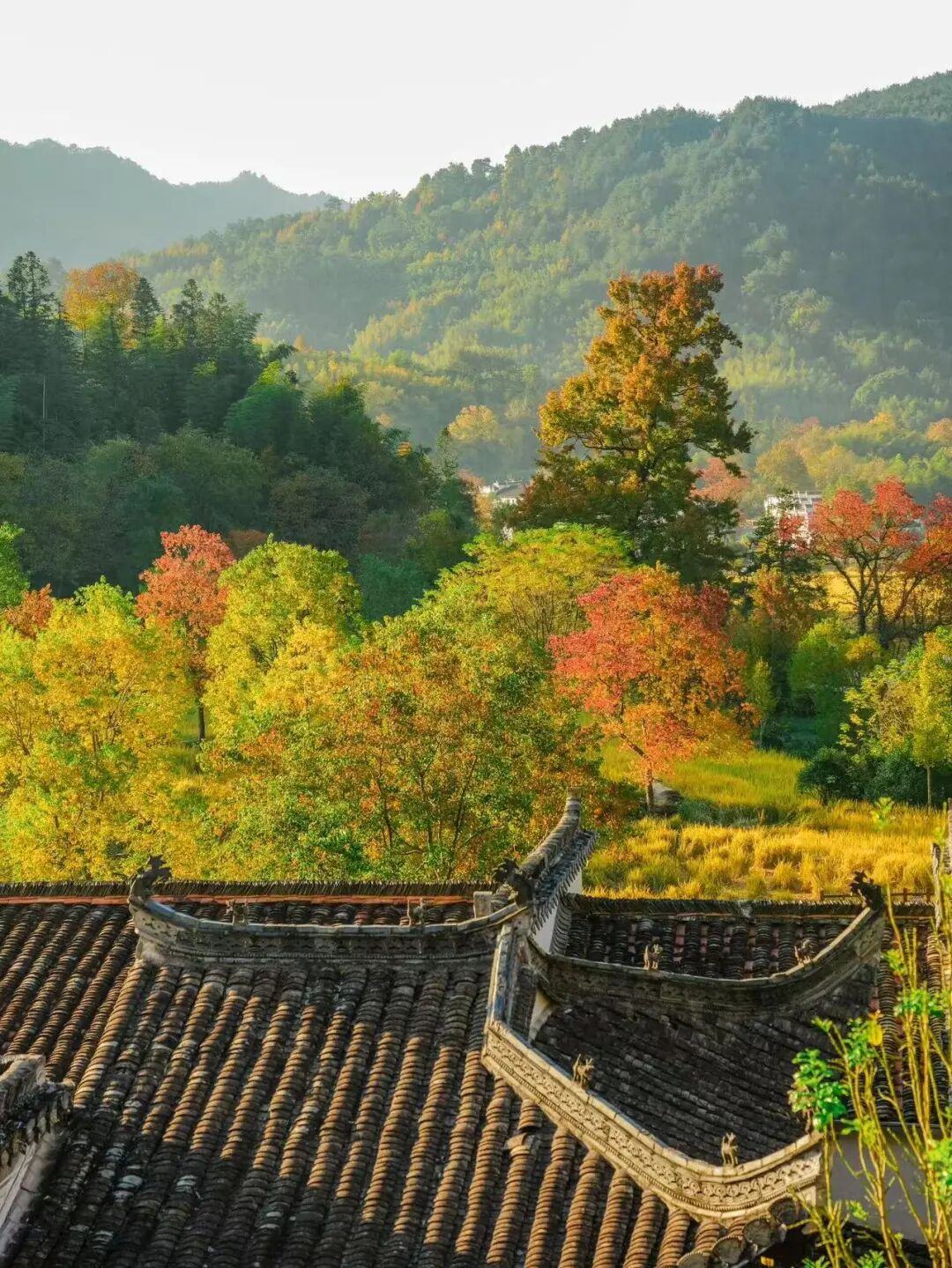 高铁直达！这个国风秋色天花板，比江南更江南，安逸而静谧，累了就去住两三天！