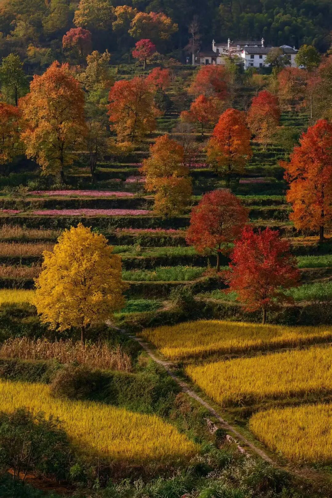 高铁直达！这个国风秋色天花板，比江南更江南，安逸而静谧，累了就去住两三天！