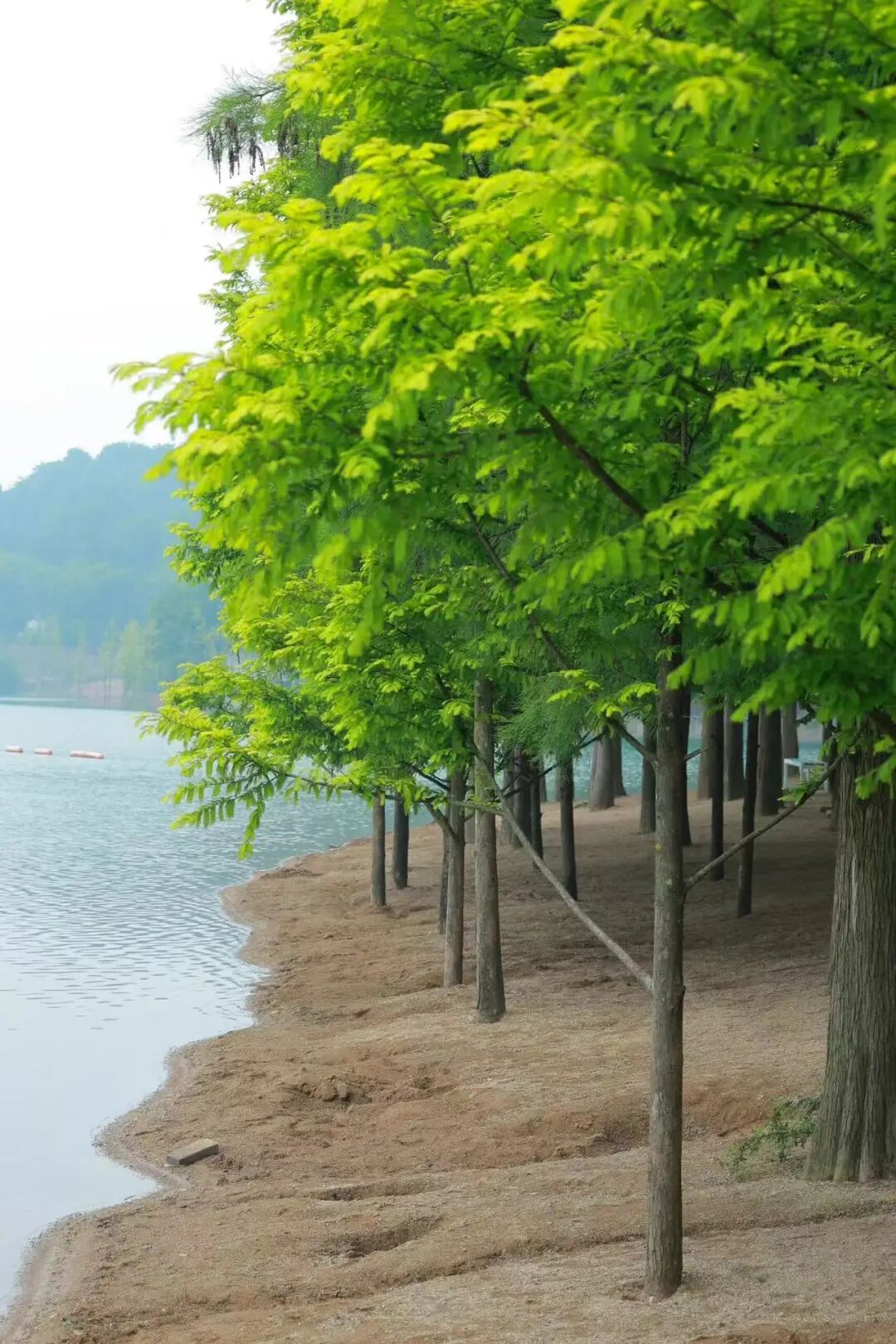 挖到“江南第一早茶地”，私藏24℃的山水秘境，古村野过松阳，小吃多达300+种！