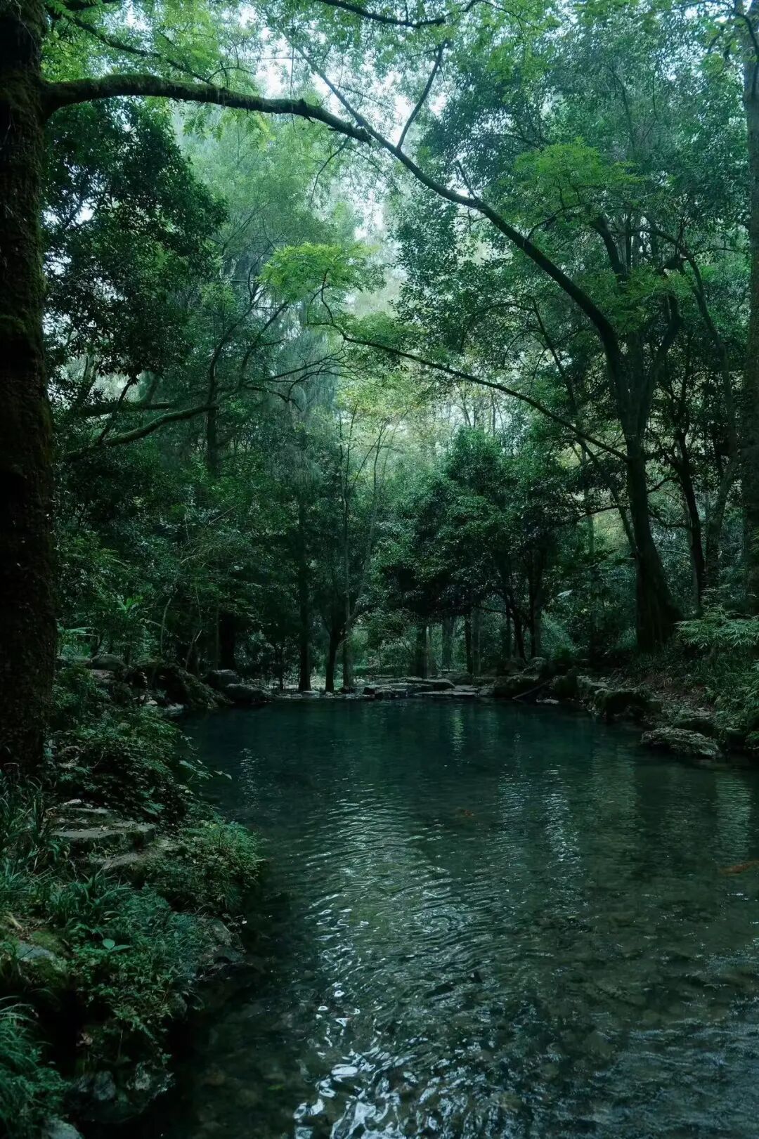 挖到“江南第一早茶地”，私藏24℃的山水秘境，古村野过松阳，小吃多达300+种！