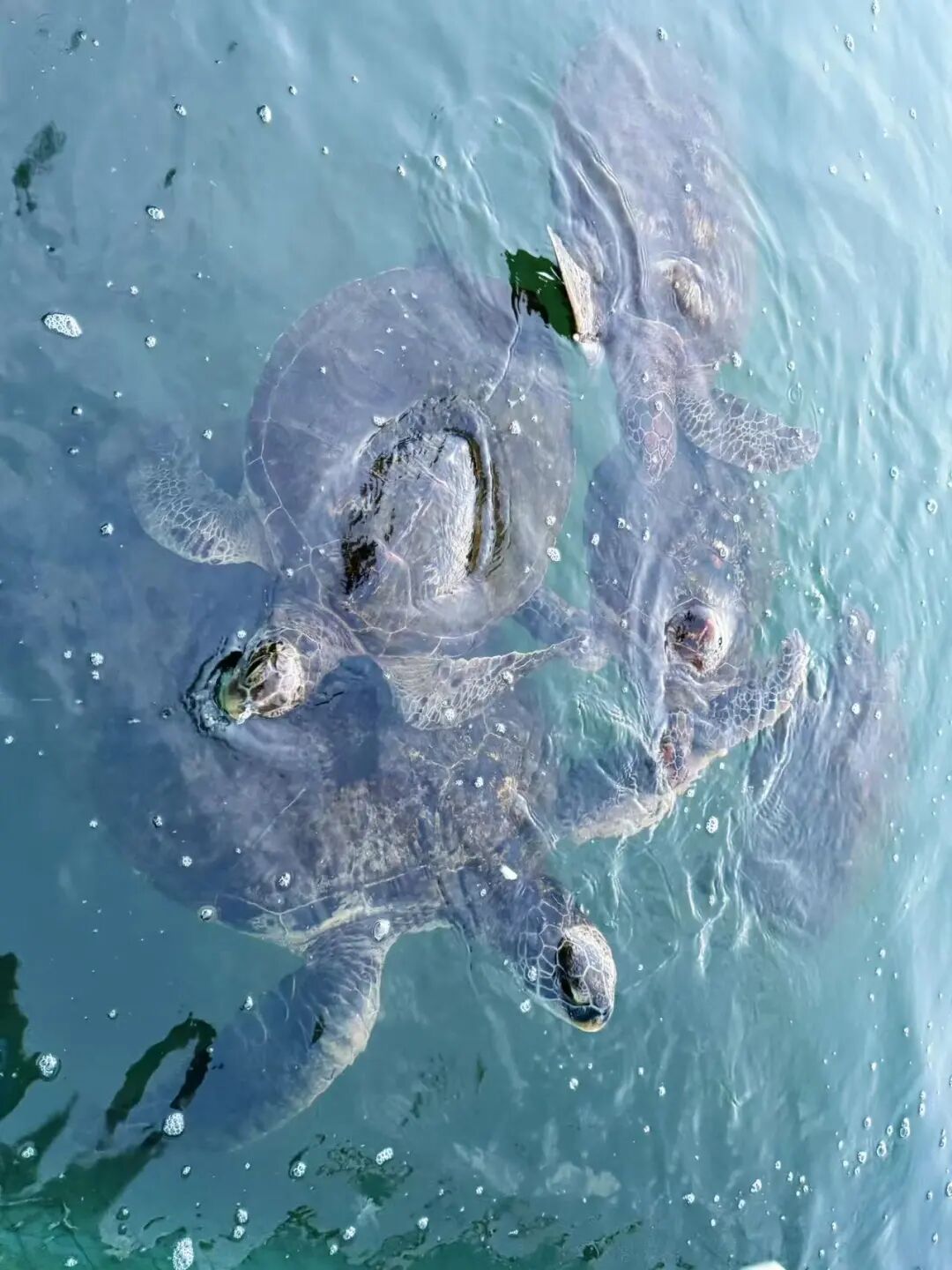 挖到最好吃小城，比顺德，潮汕还生猛，吃一周胖了8斤！还有超好玩海岛，来这里玩太爽了吧