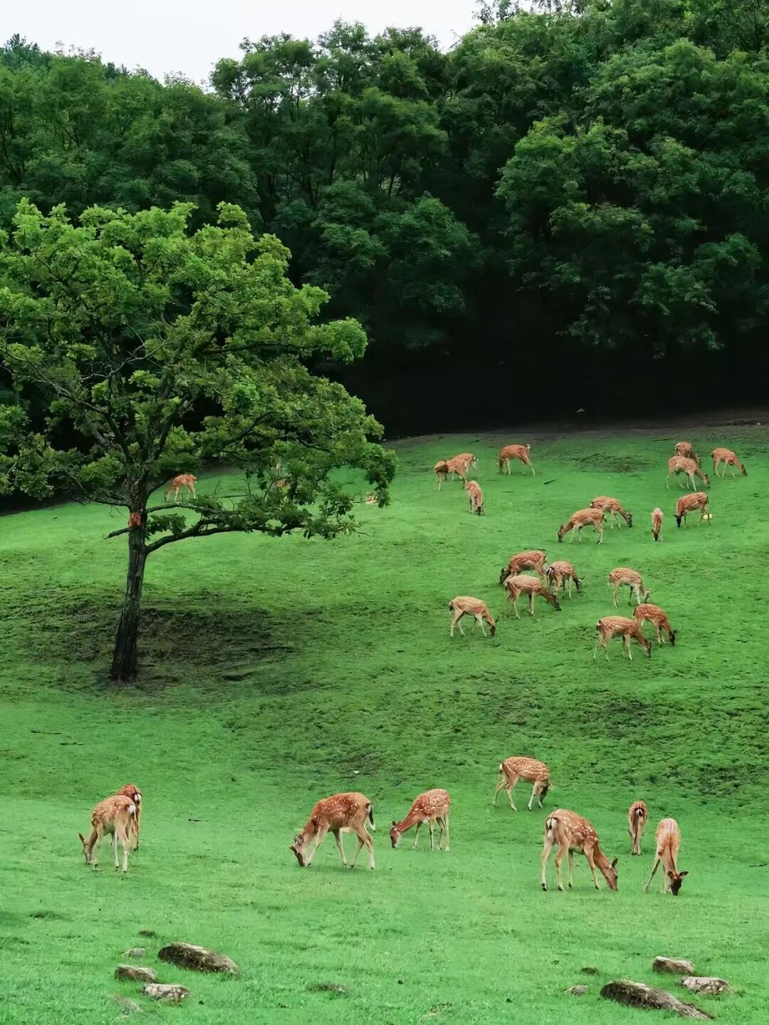 物价低人还少！挖到最低调的避暑仙都，夏天才22℃，几乎0游客，森林小鹿美哭！