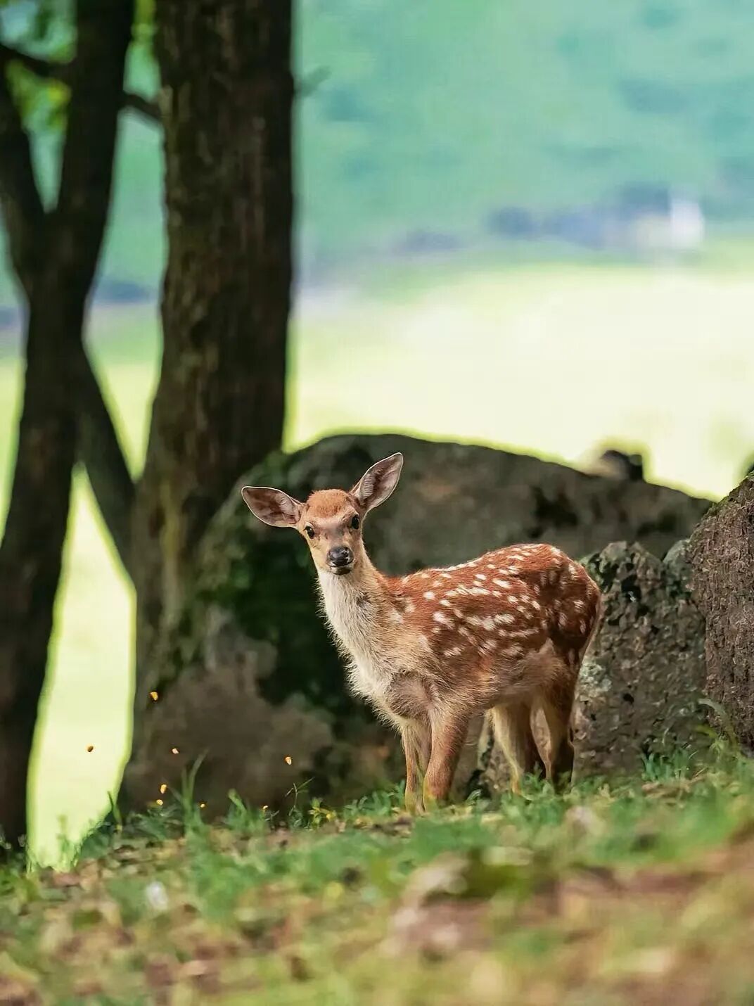 物价低人还少！挖到最低调的避暑仙都，夏天才22℃，几乎0游客，森林小鹿美哭！
