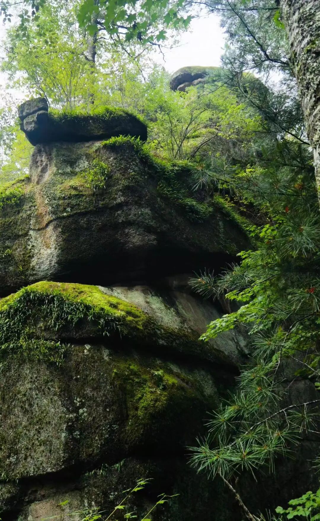 物价低人还少！挖到最低调的避暑仙都，夏天才22℃，几乎0游客，森林小鹿美哭！