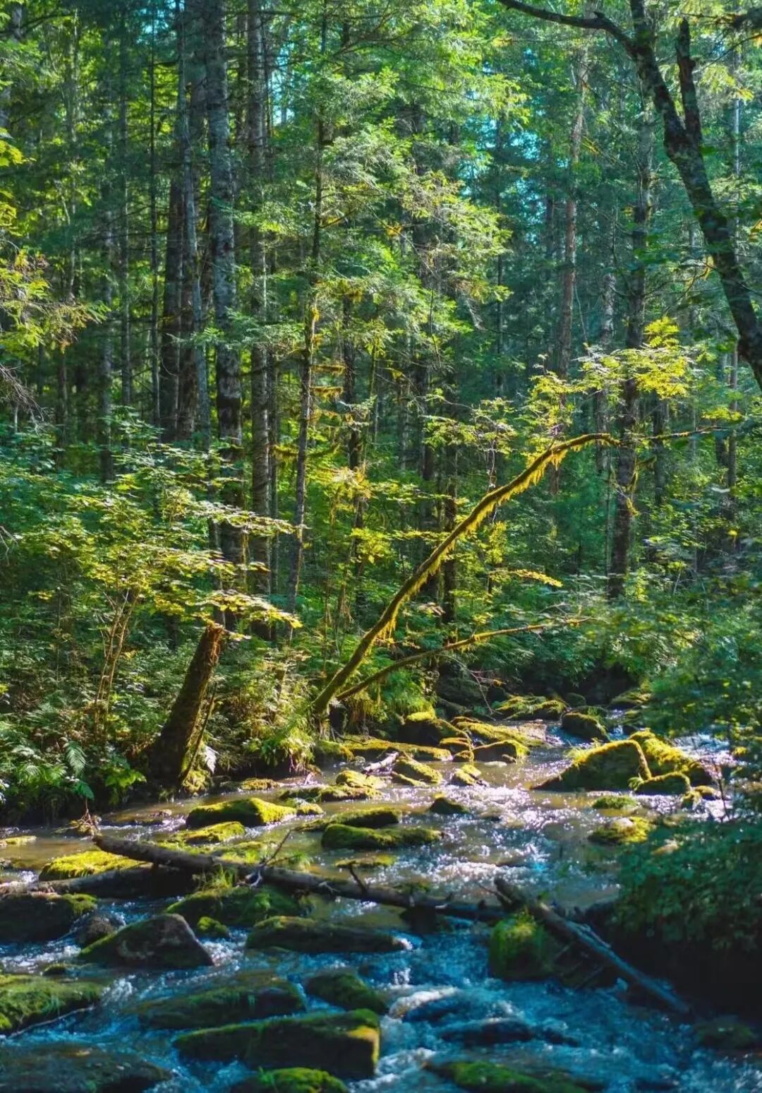 物价低人还少！挖到最低调的避暑仙都，夏天才22℃，几乎0游客，森林小鹿美哭！