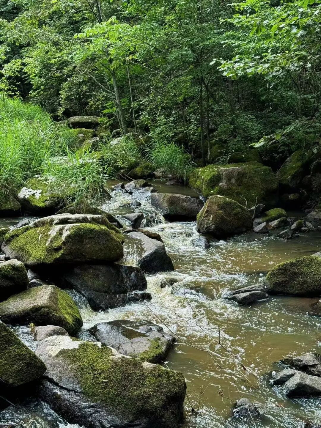 物价低人还少！挖到最低调的避暑仙都，夏天才22℃，几乎0游客，森林小鹿美哭！