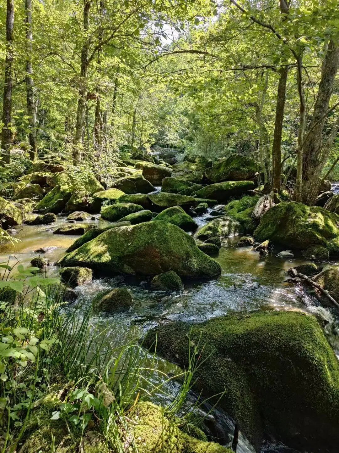 物价低人还少！挖到最低调的避暑仙都，夏天才22℃，几乎0游客，森林小鹿美哭！