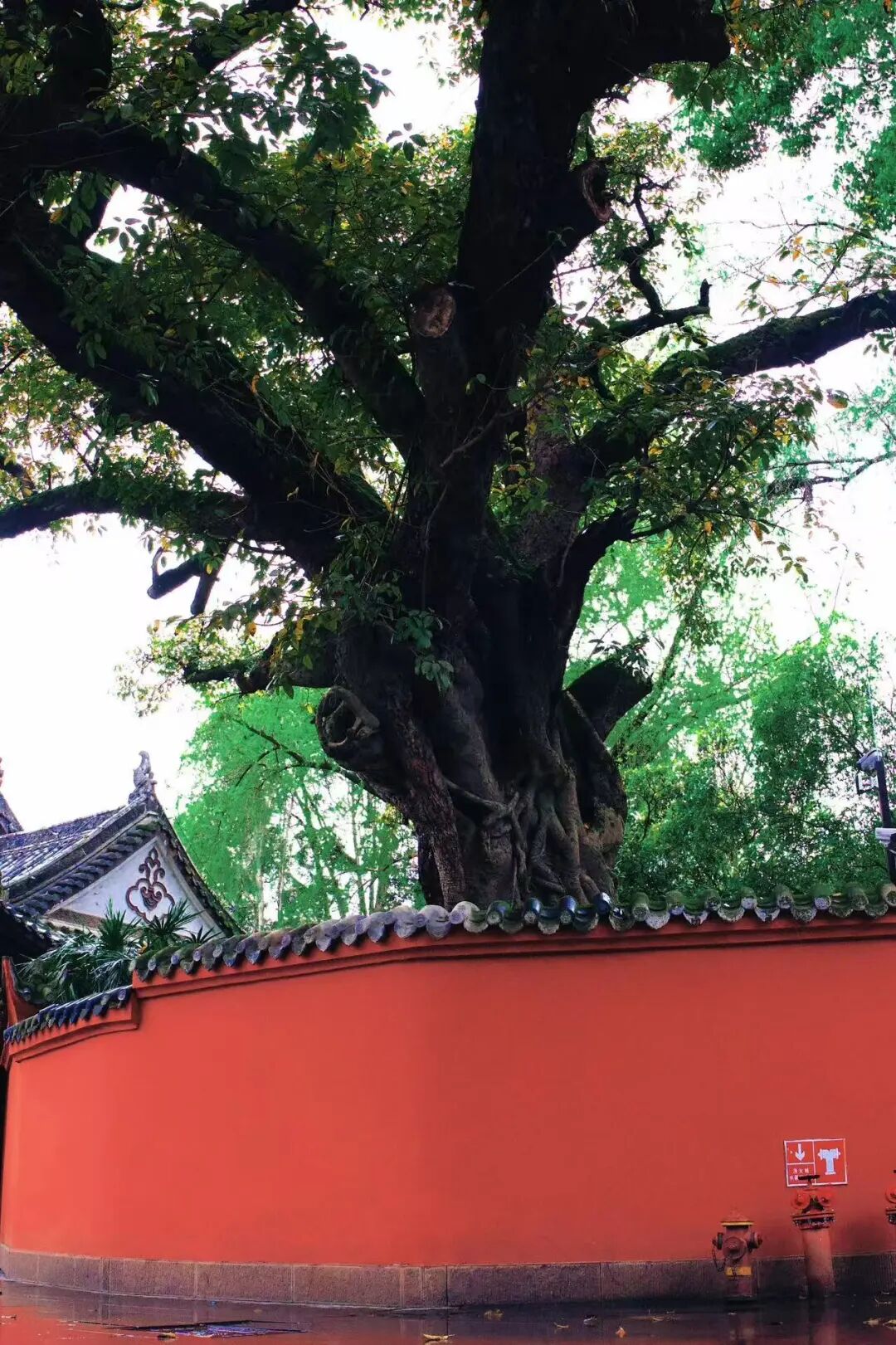 高铁直达！这座巴适老城，美食不输乐山，还是苏东坡的快乐老家，适合周末反向出游！