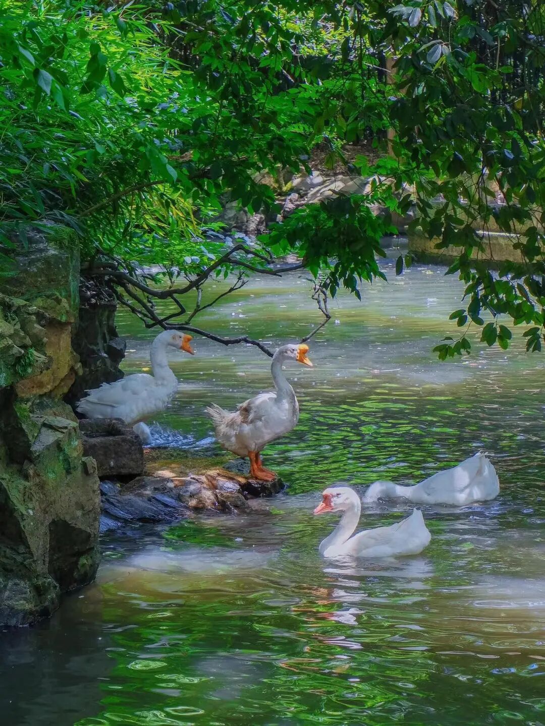 中国最“臭”的城市：臭晕游客，吃吐无数人！比柳州还“上头”，却让鲁迅表白！穷游必去，比苏杭更诗意