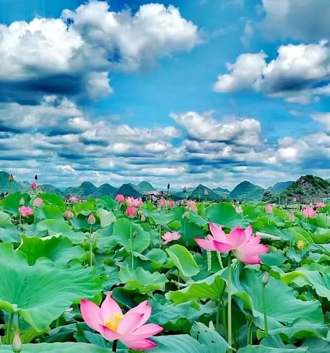 比六盘水小众，这个避暑世外桃源，夏季均温22℃！山水比桂林诗意，2万亩荷花正花开成海