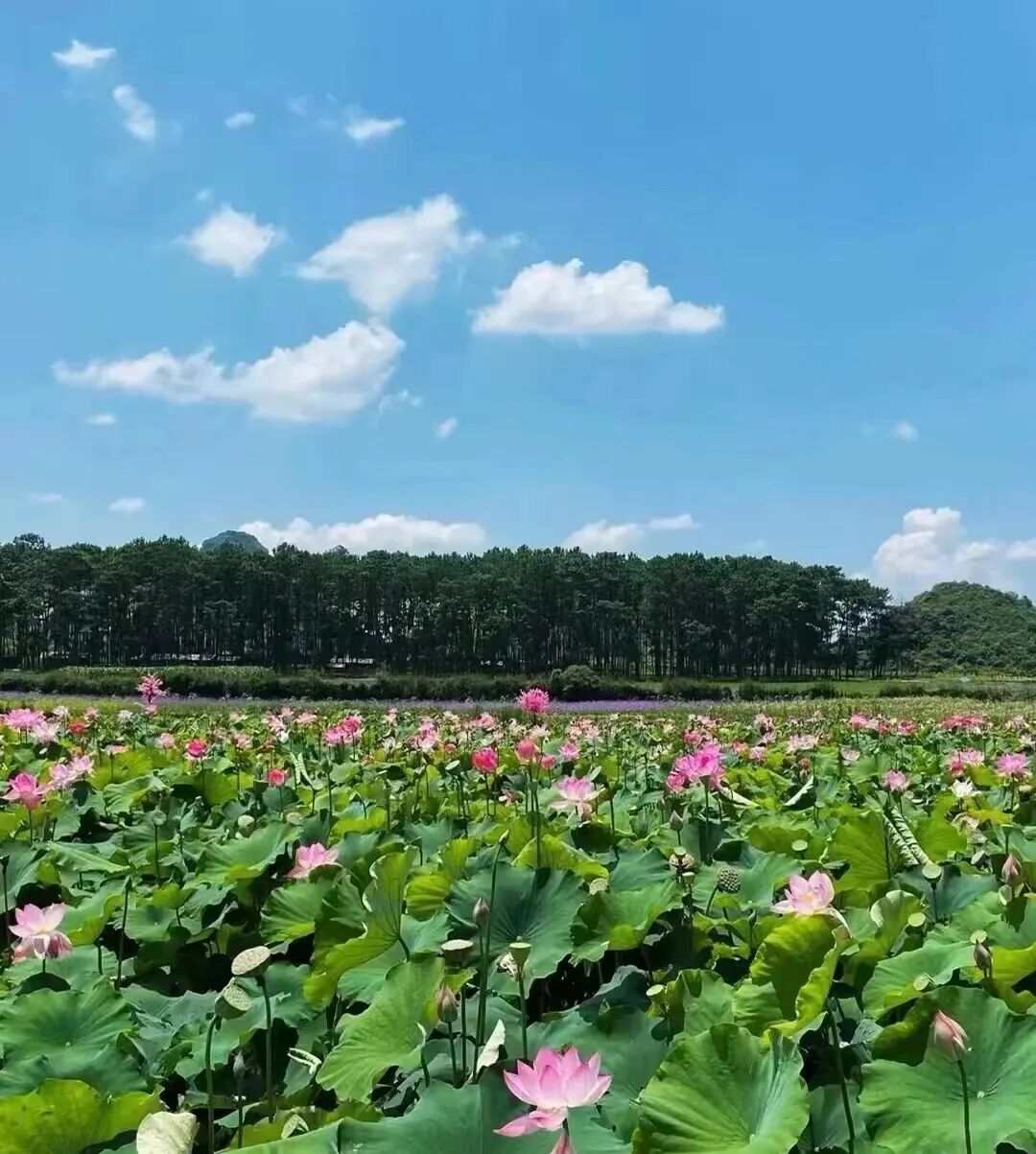 比六盘水小众，这个避暑世外桃源，夏季均温22℃！山水比桂林诗意，2万亩荷花正花开成海