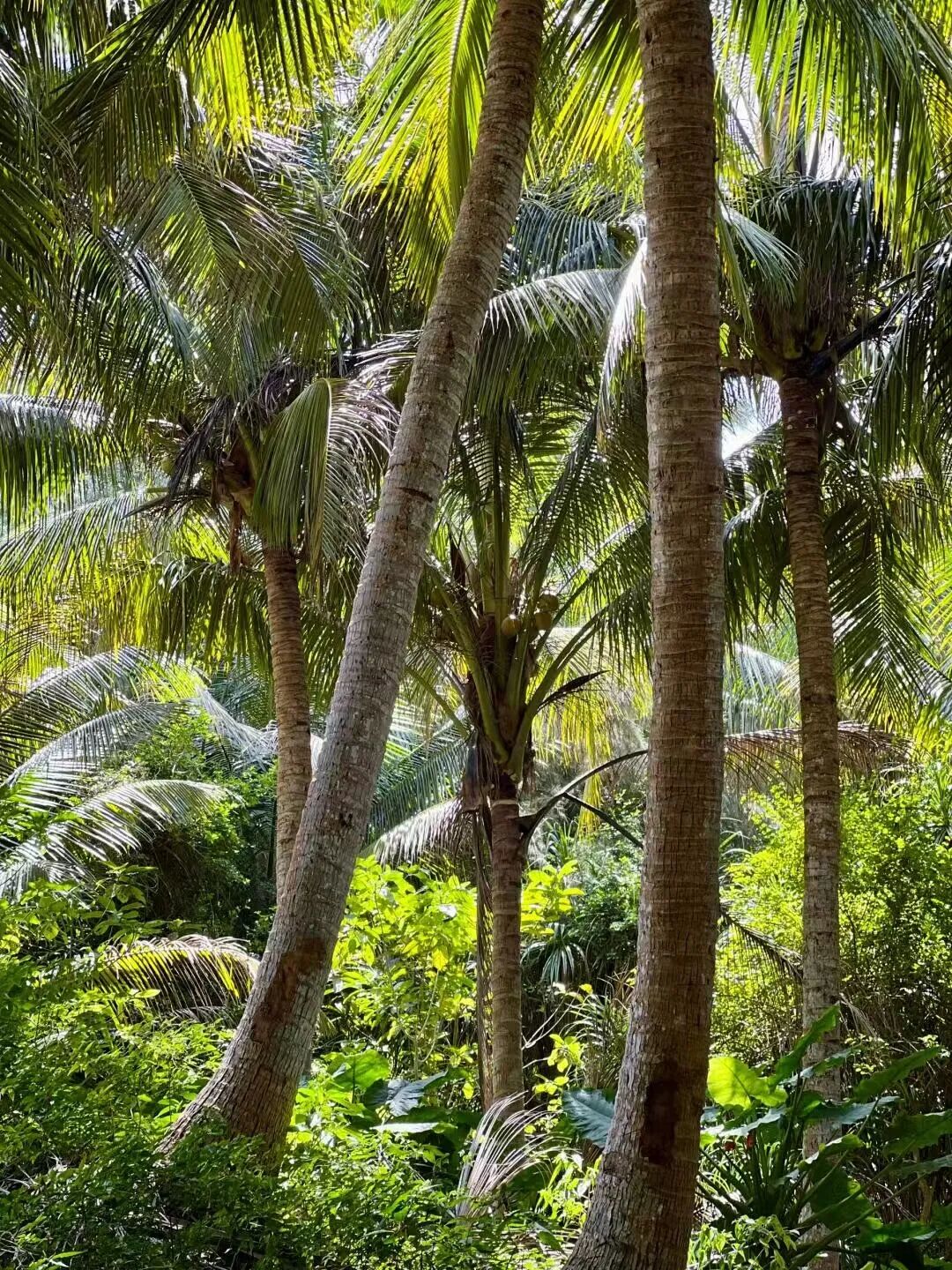 机票比三亚便宜，比成都安逸，小吃不逊于广州，这里的冬天超适合避寒