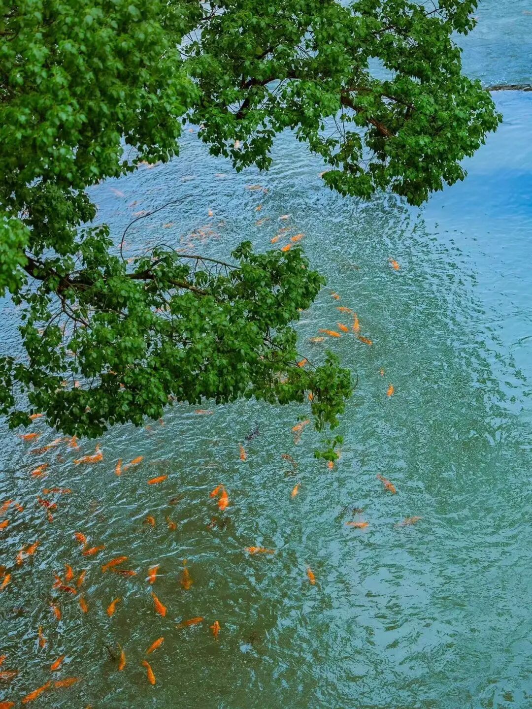 国庆人超少！风吹麦浪的文艺小县城，2h直达，喝咖啡吃河鲜，山水媲美张家界！