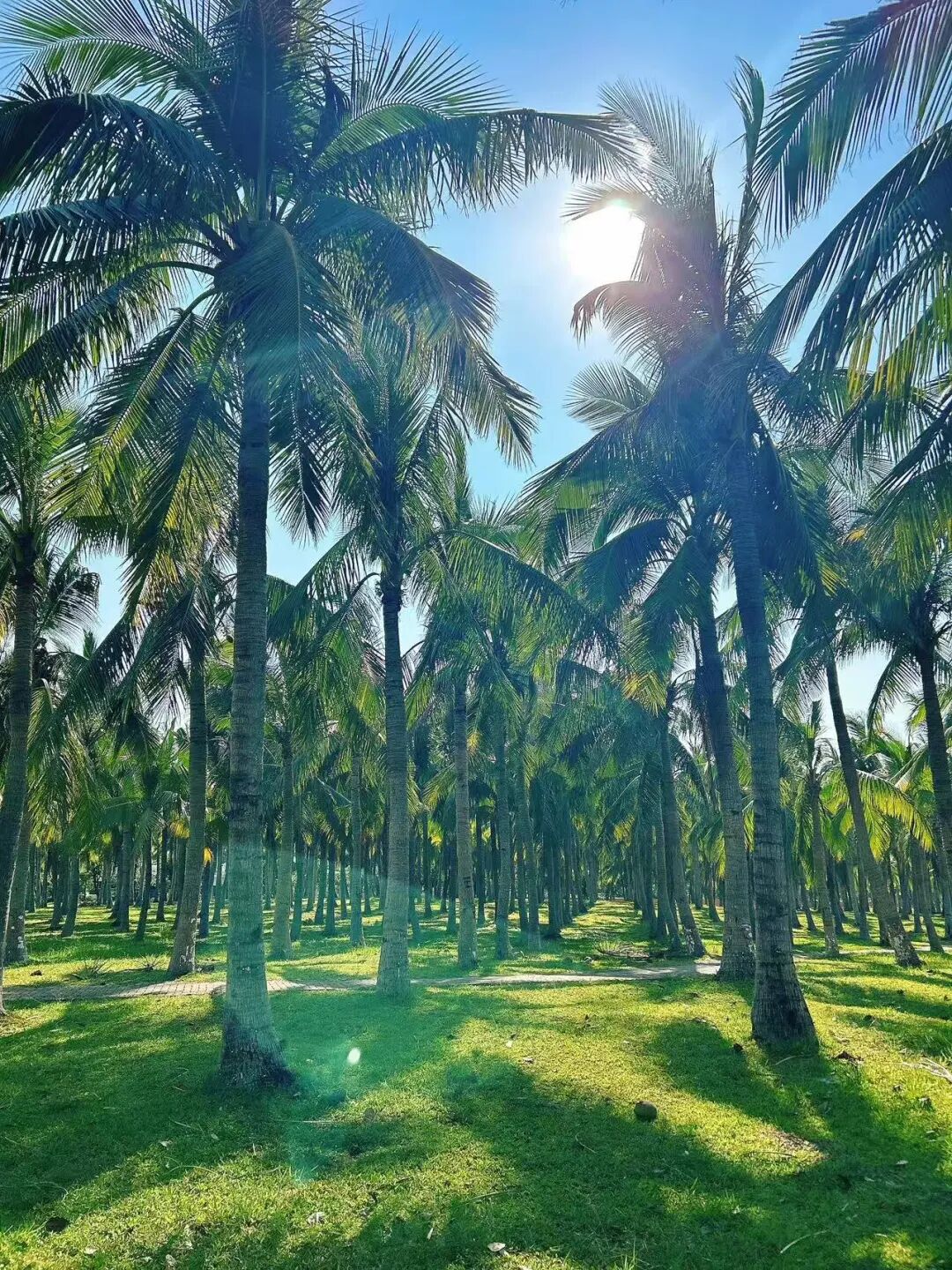 机票仅300+，最适合养老的海滨慢城，人均￥40炫早茶，6元椰子当水喝