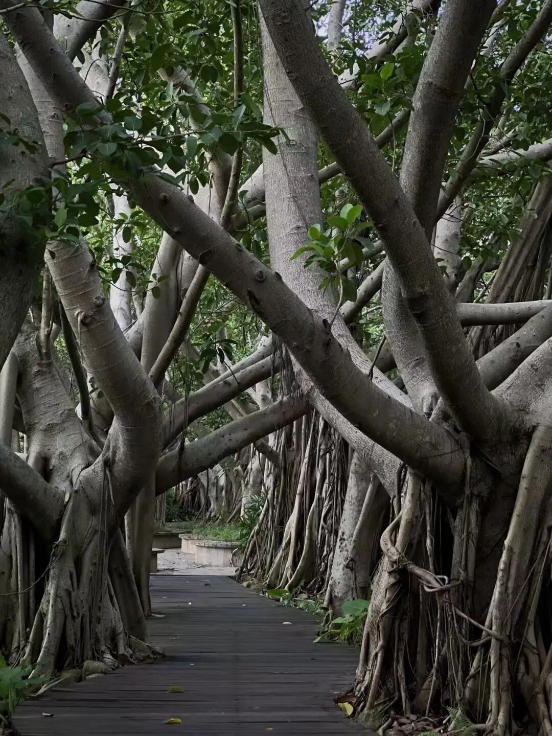 机票仅300+，最适合养老的海滨慢城，人均￥40炫早茶，6元椰子当水喝