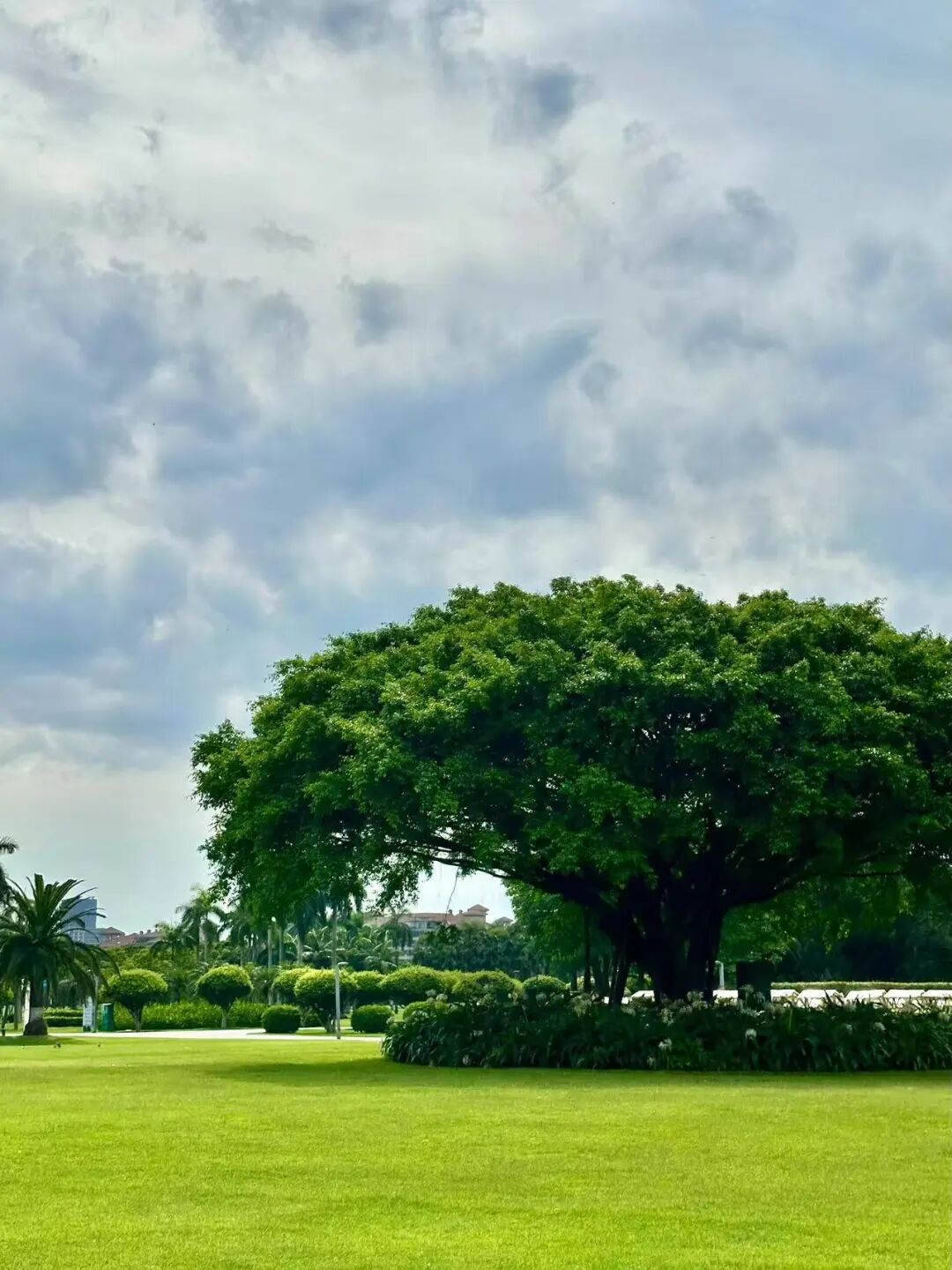 机票仅300+，最适合养老的海滨慢城，人均￥40炫早茶，6元椰子当水喝