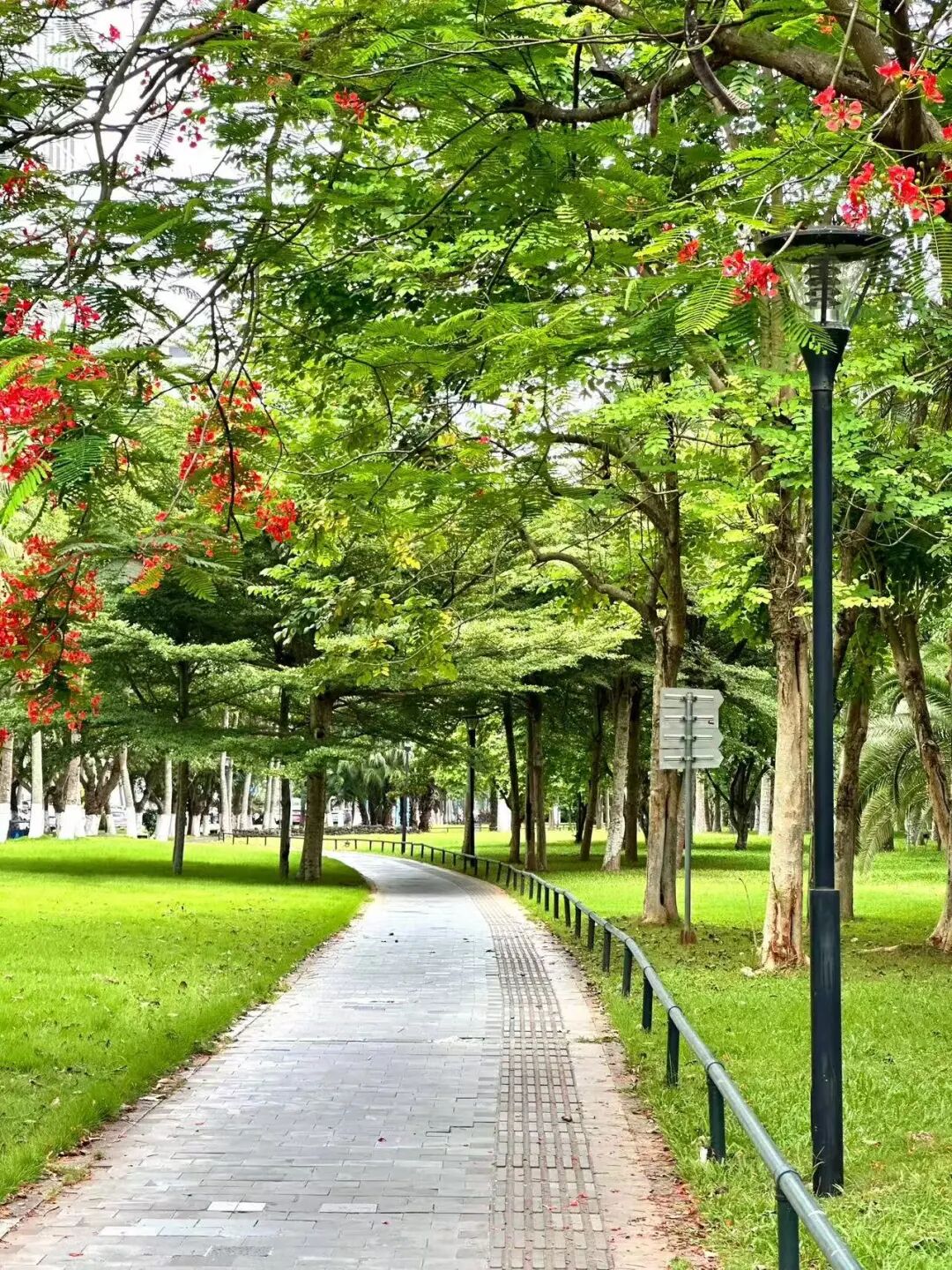 机票仅300+，最适合养老的海滨慢城，人均￥40炫早茶，6元椰子当水喝