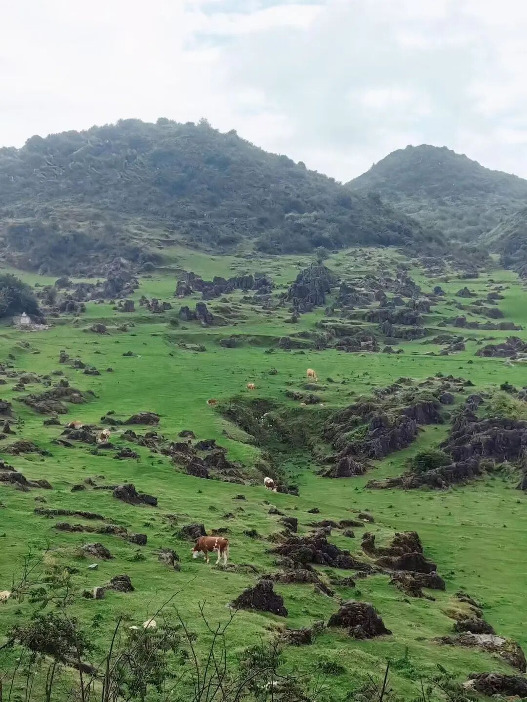 比六盘水还凉快！这座均温20℃小县城，比成都还安逸，人均20炫猪脚火锅，10元嗦羊肉粉
