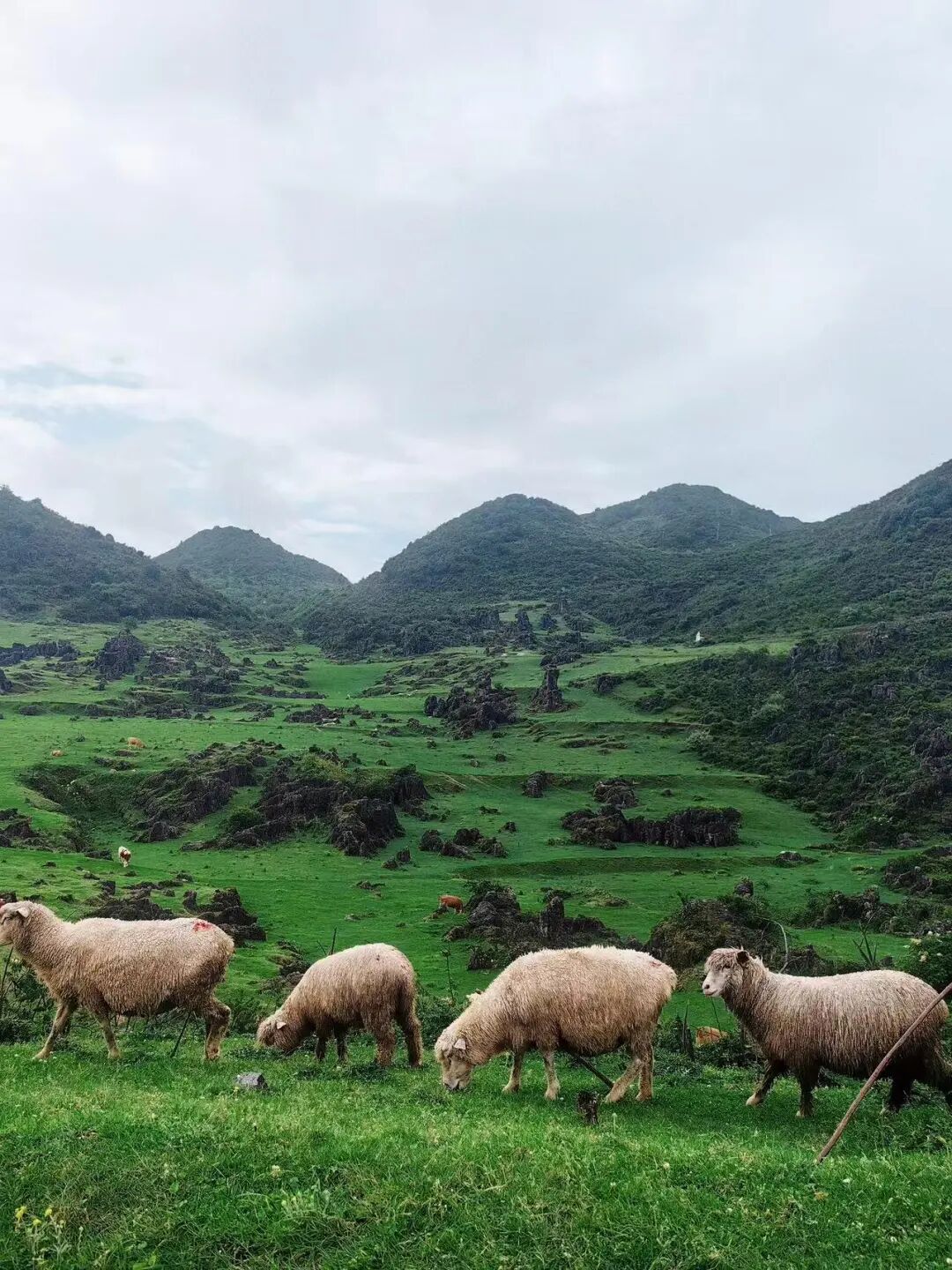 比六盘水还凉快！这座均温20℃小县城，比成都还安逸，人均20炫猪脚火锅，10元嗦羊肉粉