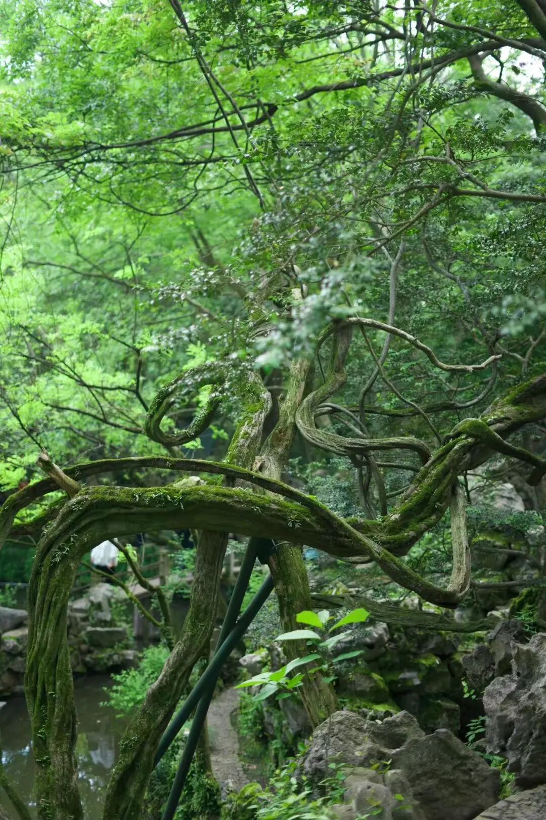 挖到一座隐秘的千年小城，比乌镇更有江南烟火气，满街湖羊飘香，想马上去逛吃！