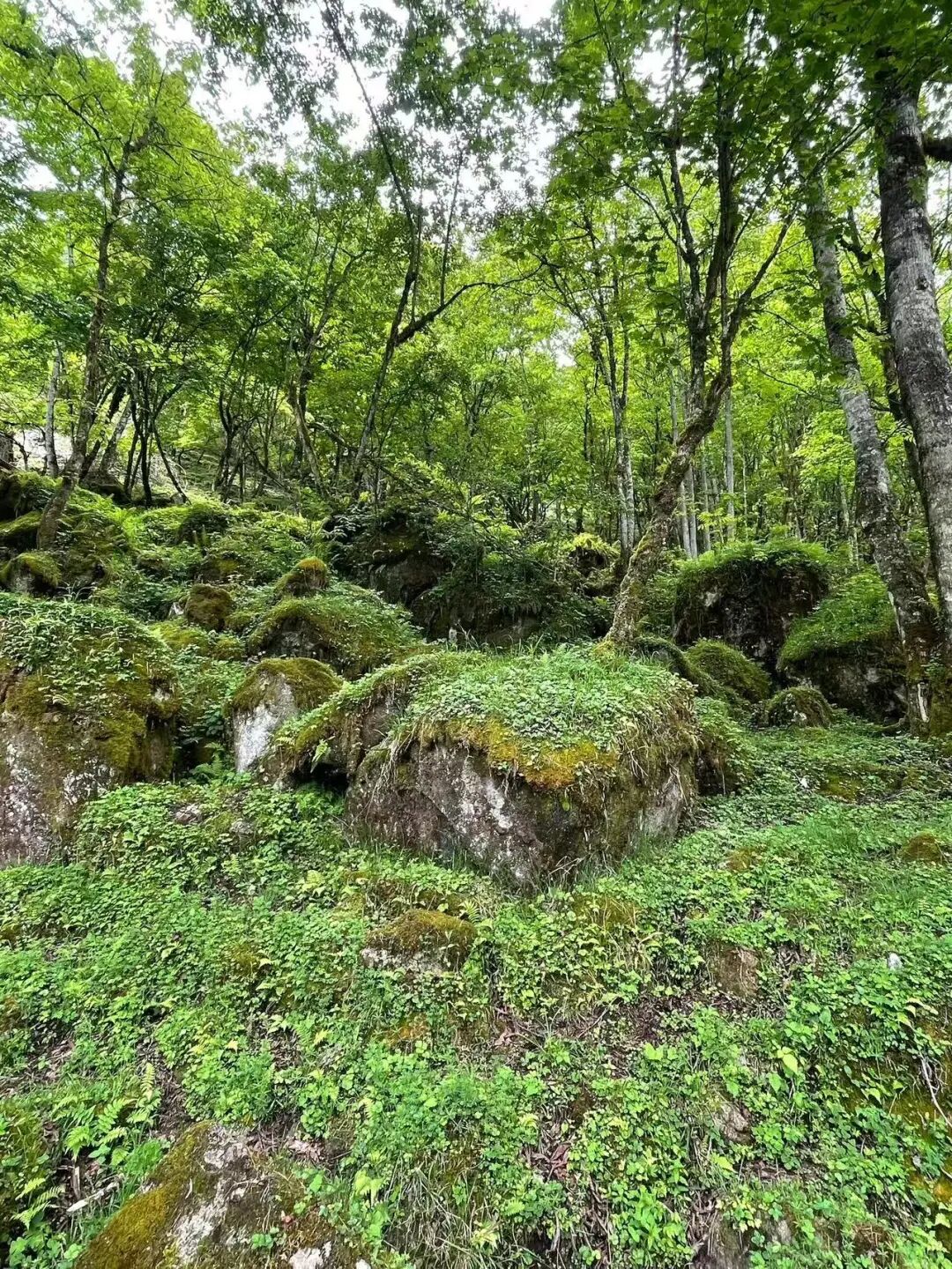 比成都人少，比川西低调，它才是国内最逍遥的宝藏地，坐拥世界级云海，却总被略过…