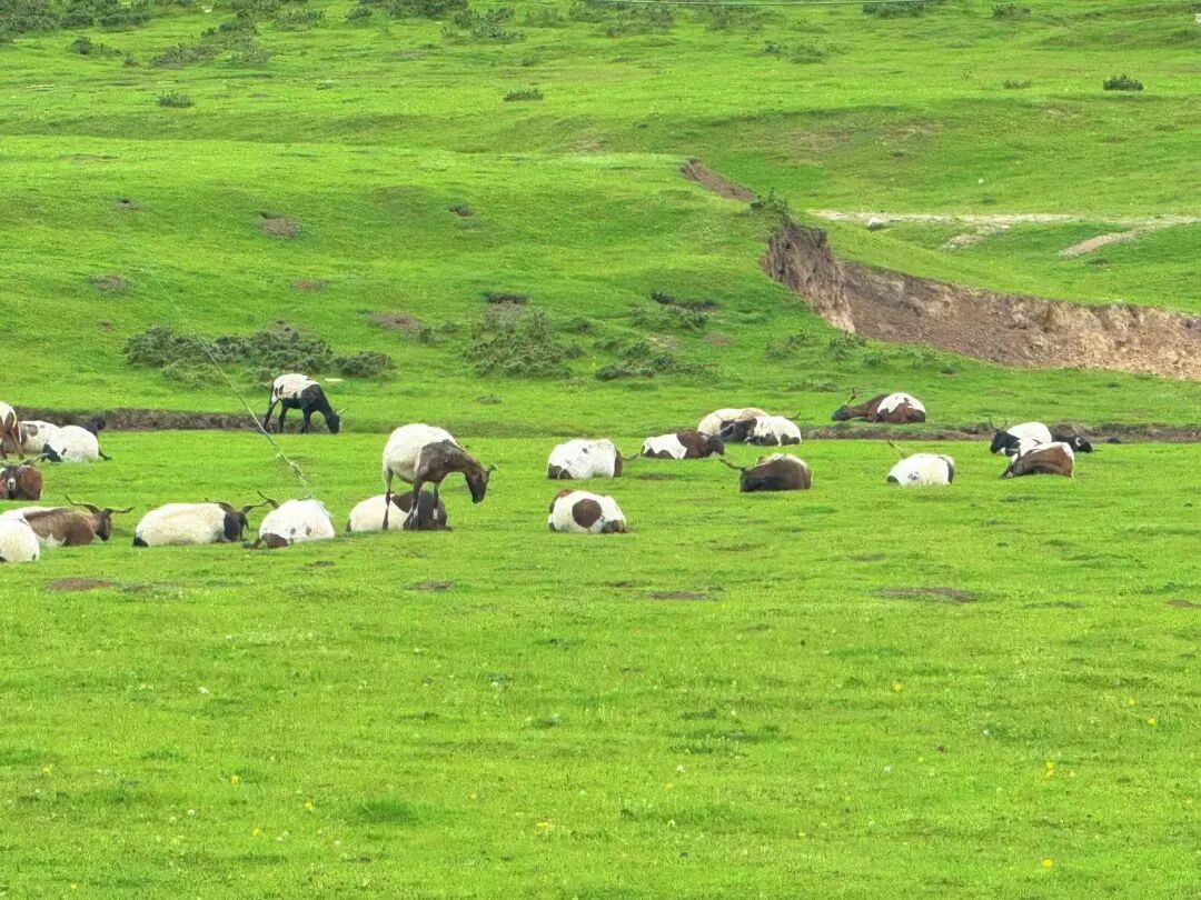 比西藏近，比新疆纯净，夏日均温22℃，这个没有高反的神仙避暑地，不堵车、游客少