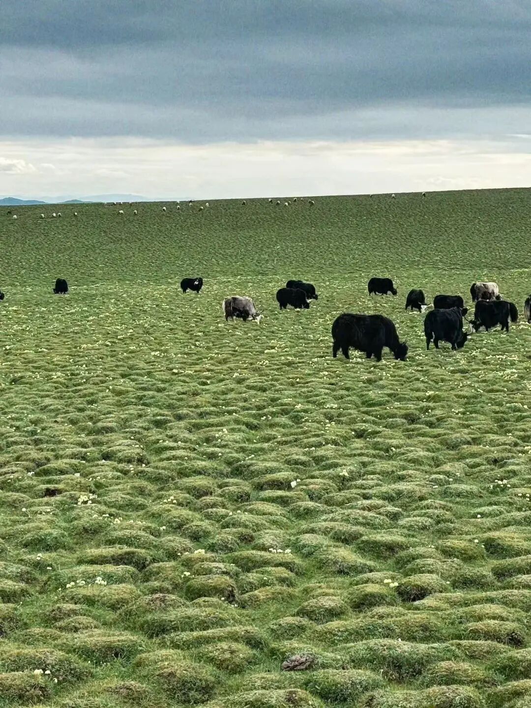 比西藏近，比新疆纯净，夏日均温22℃，这个没有高反的神仙避暑地，不堵车、游客少