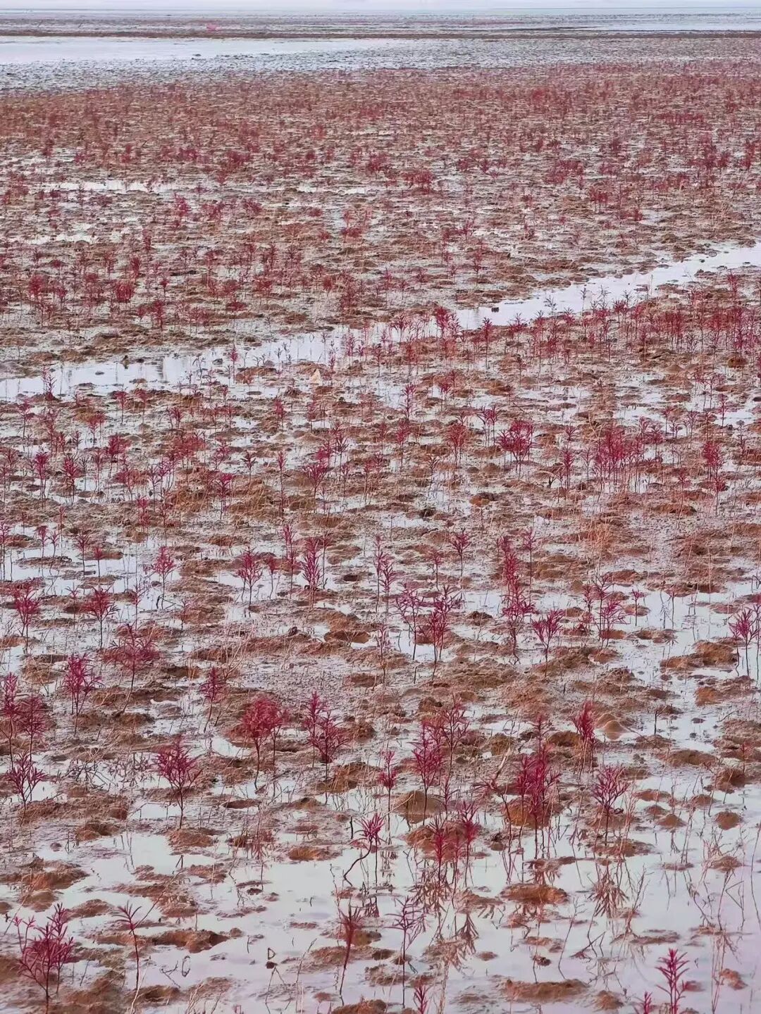 比青岛便宜！国内唯一油田和大海并存的城市，海鲜论盆吃，几乎0游客！