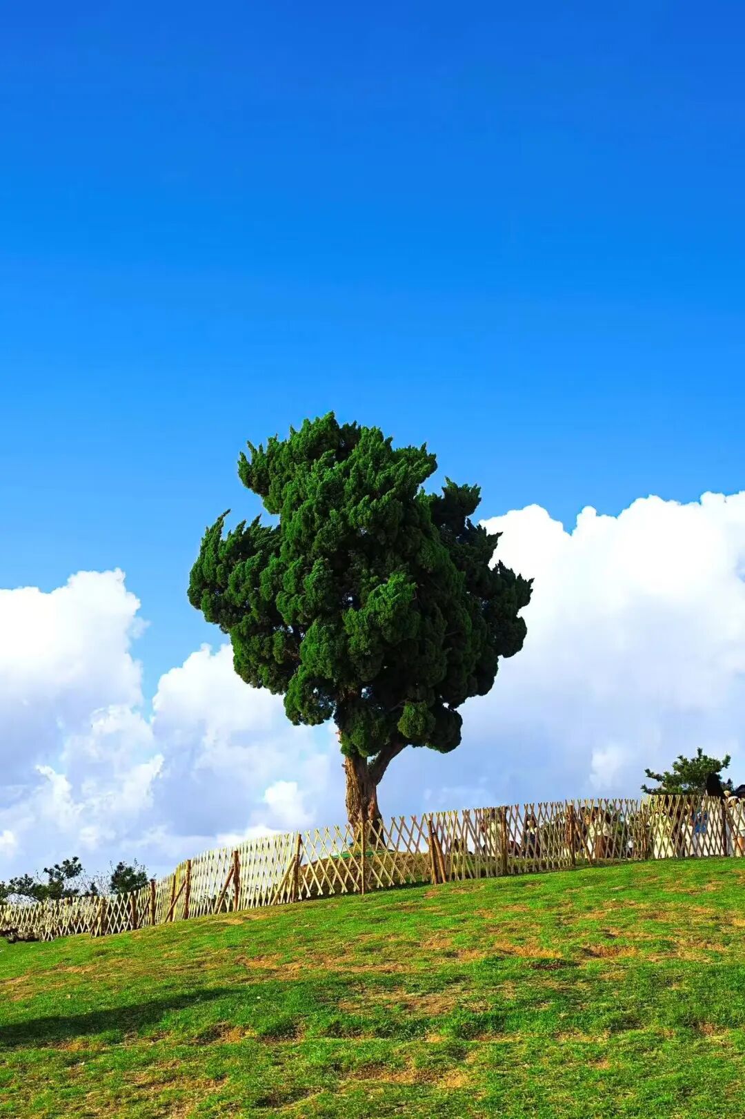 机票只要200+，秋天最浪漫的海滨城市，梭子蟹论桶买，轻松实现海鲜自由