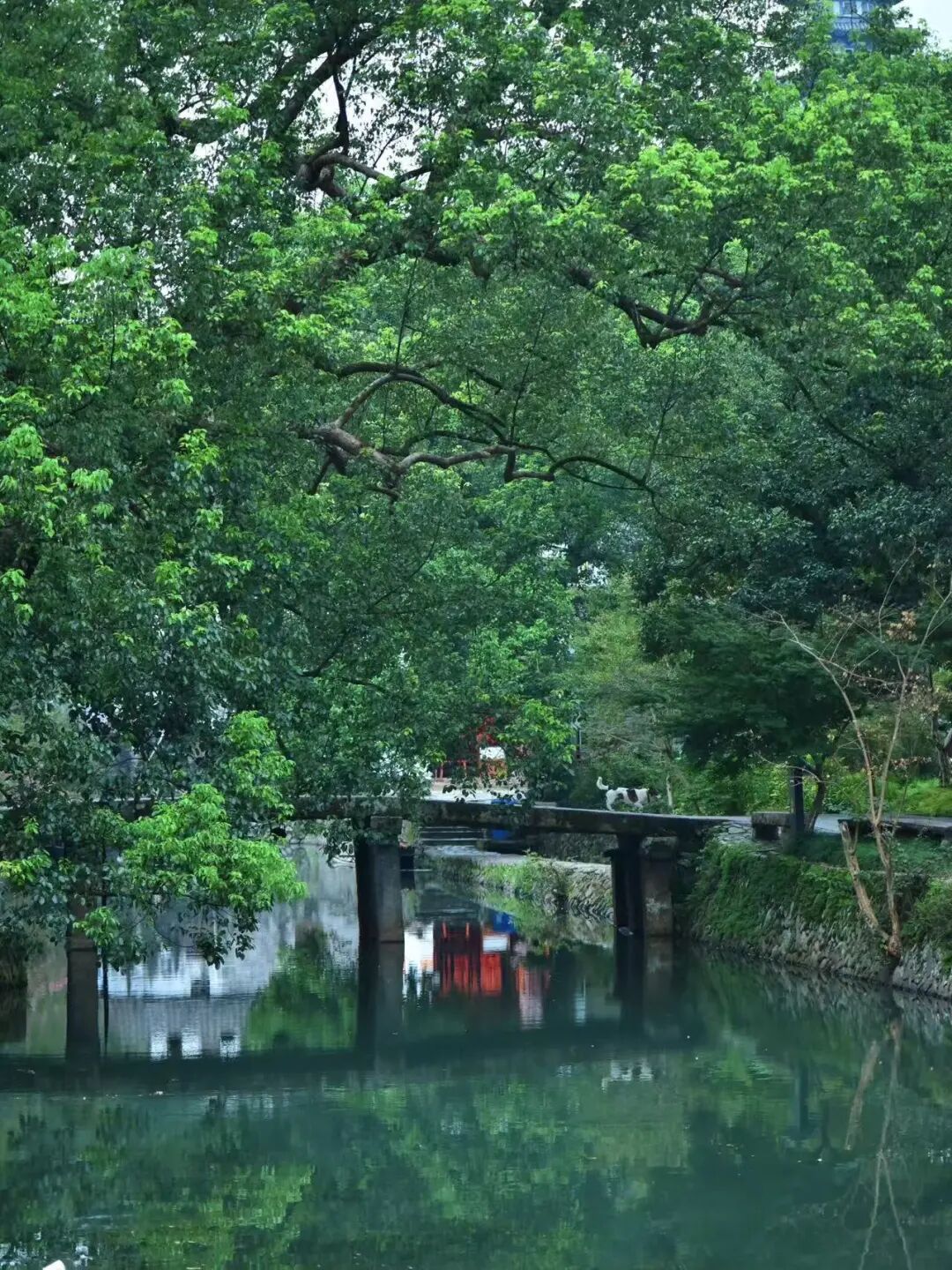 高铁2h，被严重低估的赏秋小城，银杏不输腾冲，晒秋堪比婺源，已经美了1800年！