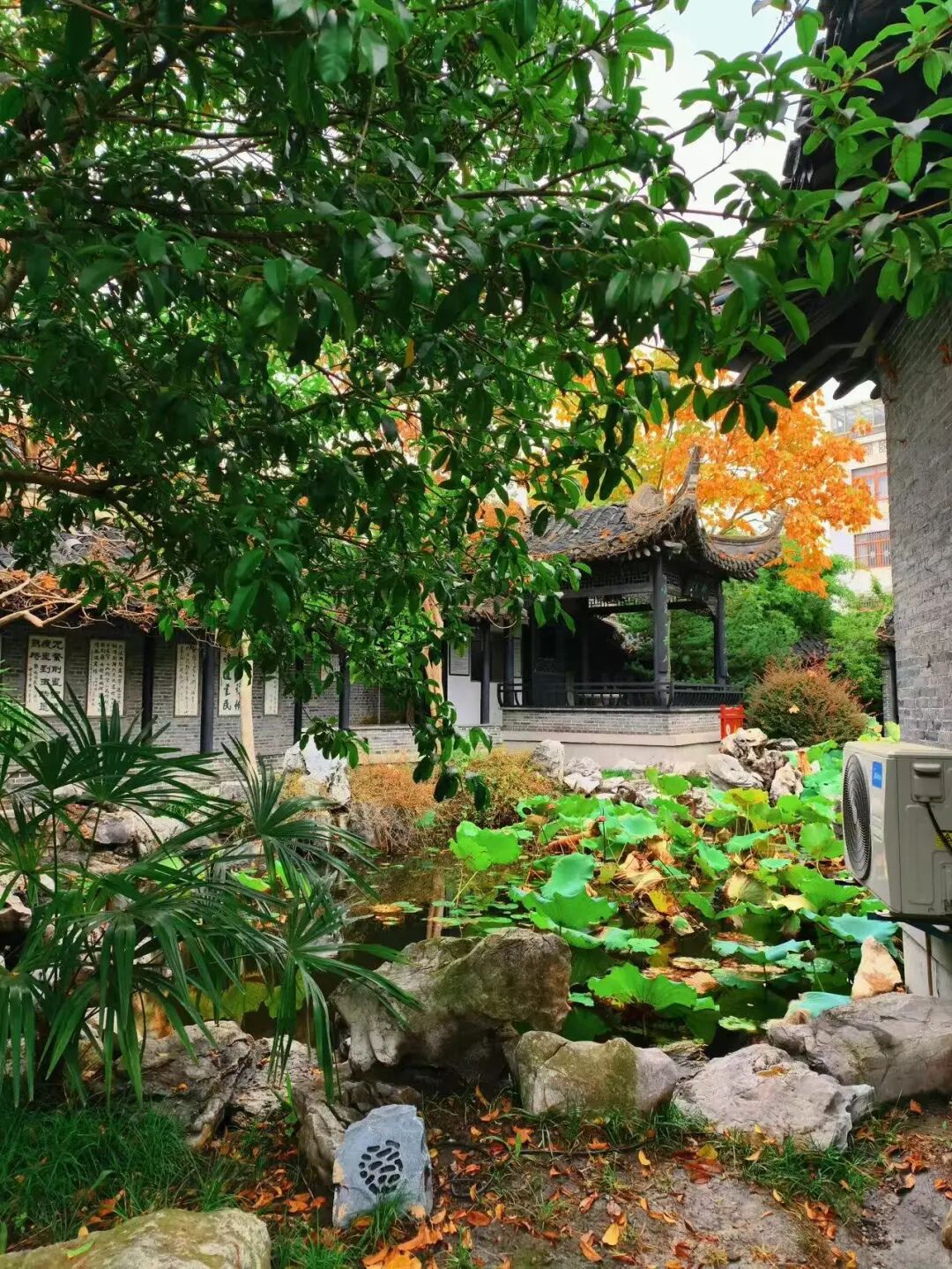 比乌镇人少，比扬州诗意，这座最幸福的早茶小城，蟹黄汤包鲜美，秋天更是美哭了