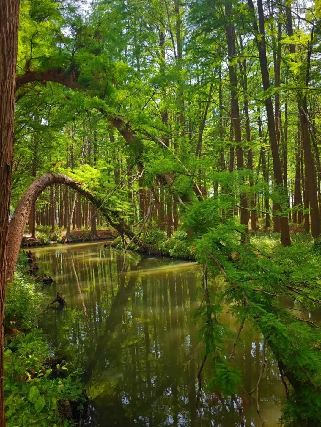 比乌镇人少，比扬州诗意，这座最幸福的早茶小城，蟹黄汤包鲜美，秋天更是美哭了