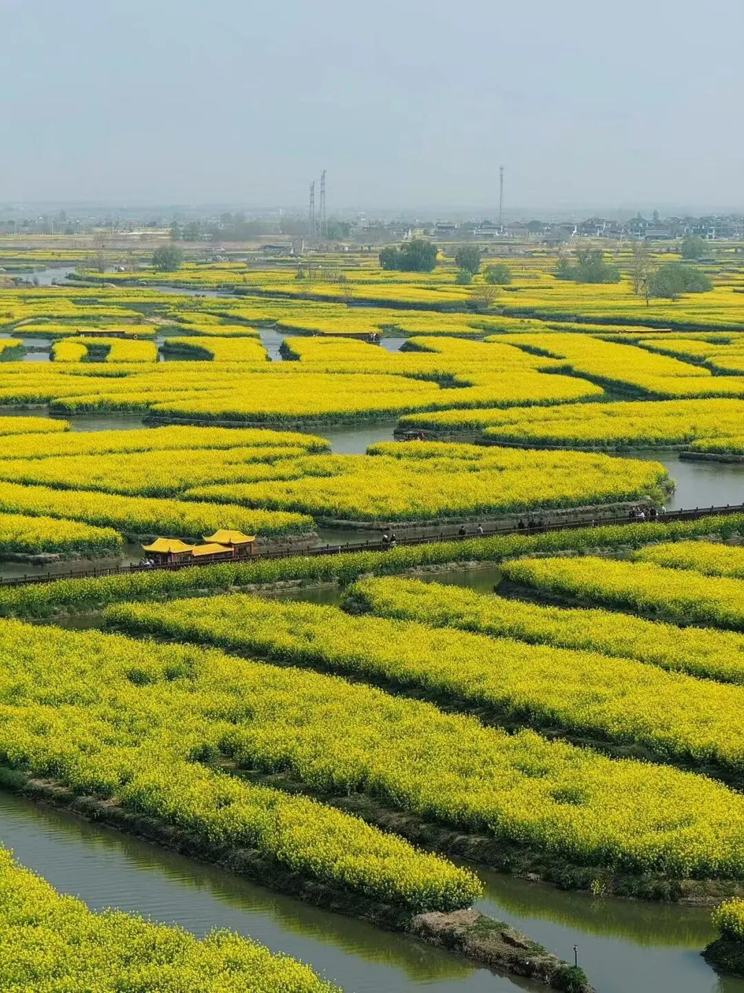 比乌镇人少，比扬州诗意，这座最幸福的早茶小城，蟹黄汤包鲜美，秋天更是美哭了