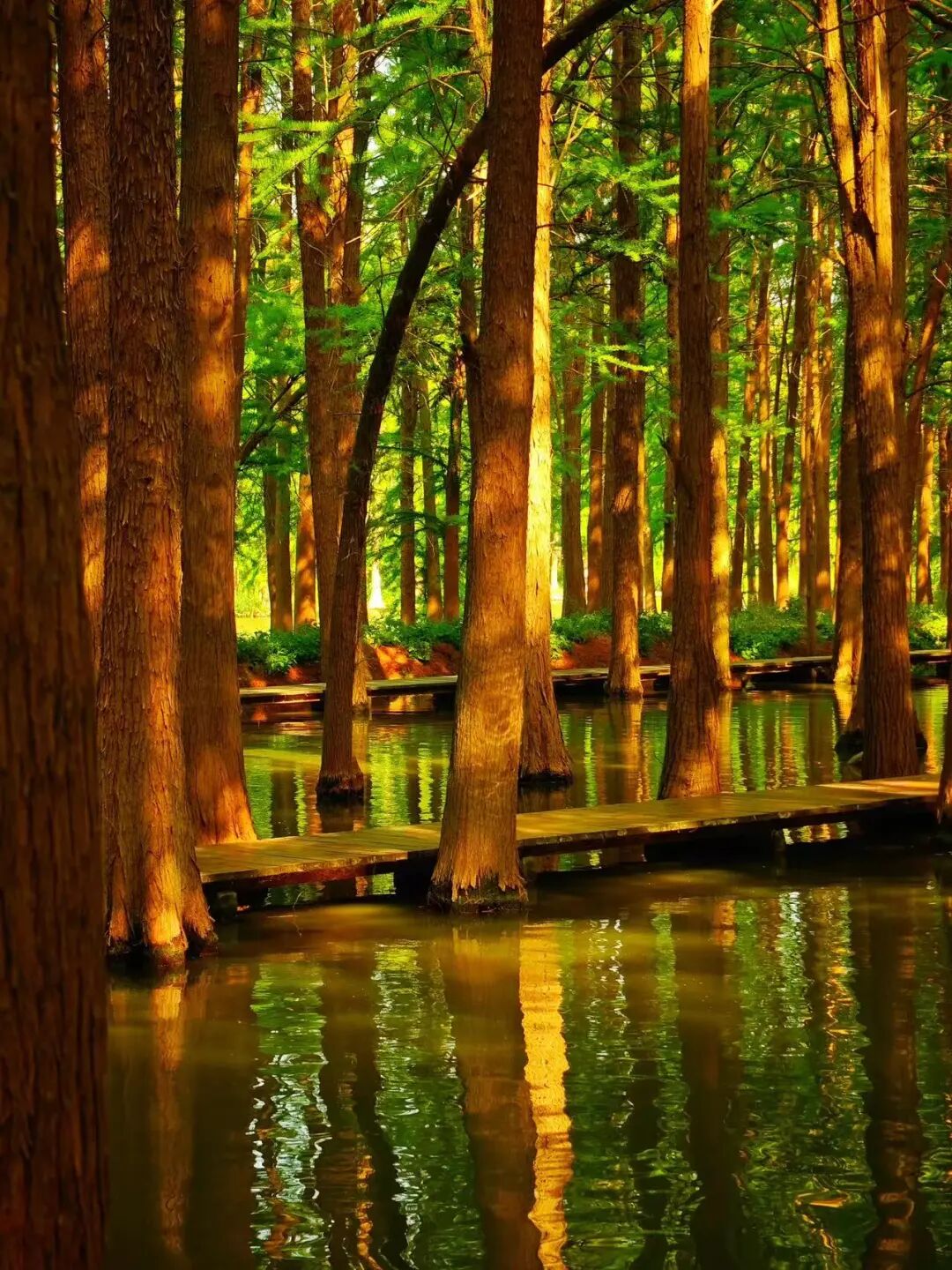 比乌镇人少，比扬州诗意，这座最幸福的早茶小城，蟹黄汤包鲜美，秋天更是美哭了