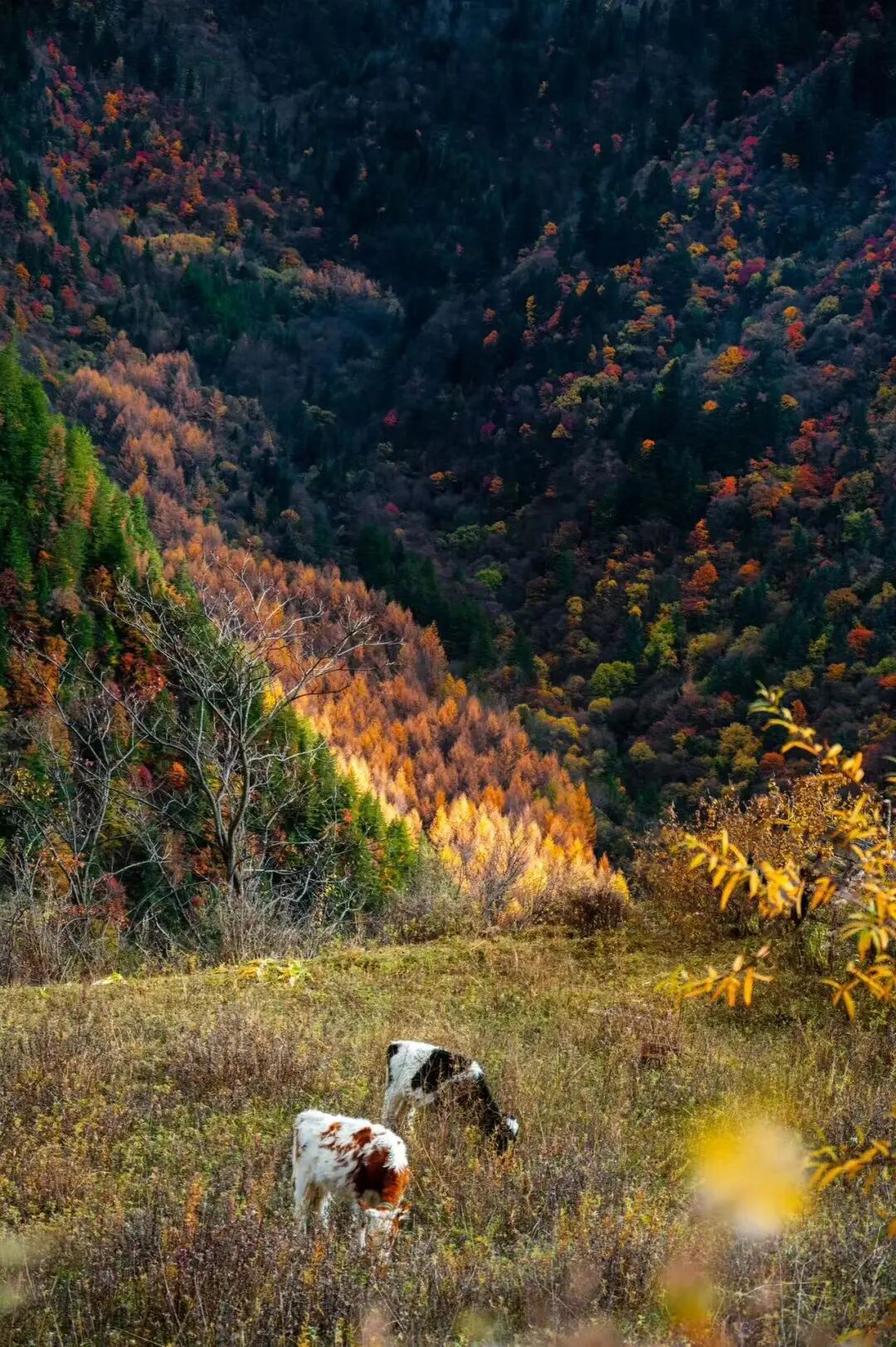 比九寨沟丰满20倍！这个亚洲最美县城，开车4h，彩林绝美却低调到令人心疼！