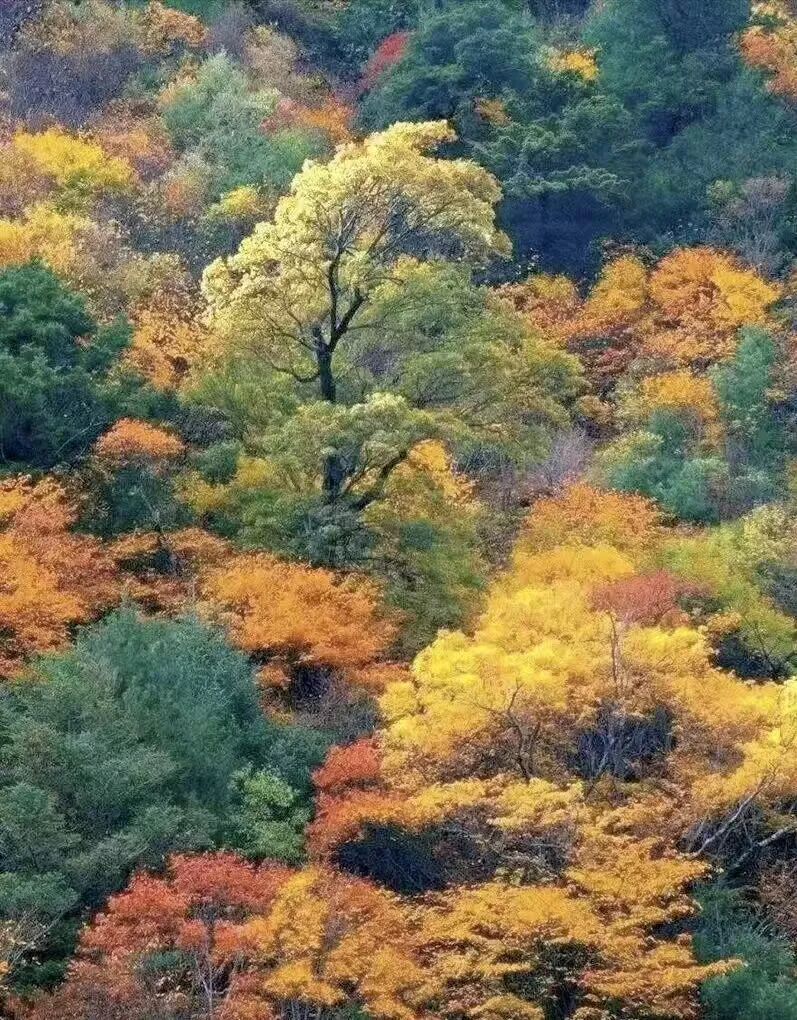 比九寨沟丰满20倍！这个亚洲最美县城，开车4h，彩林绝美却低调到令人心疼！