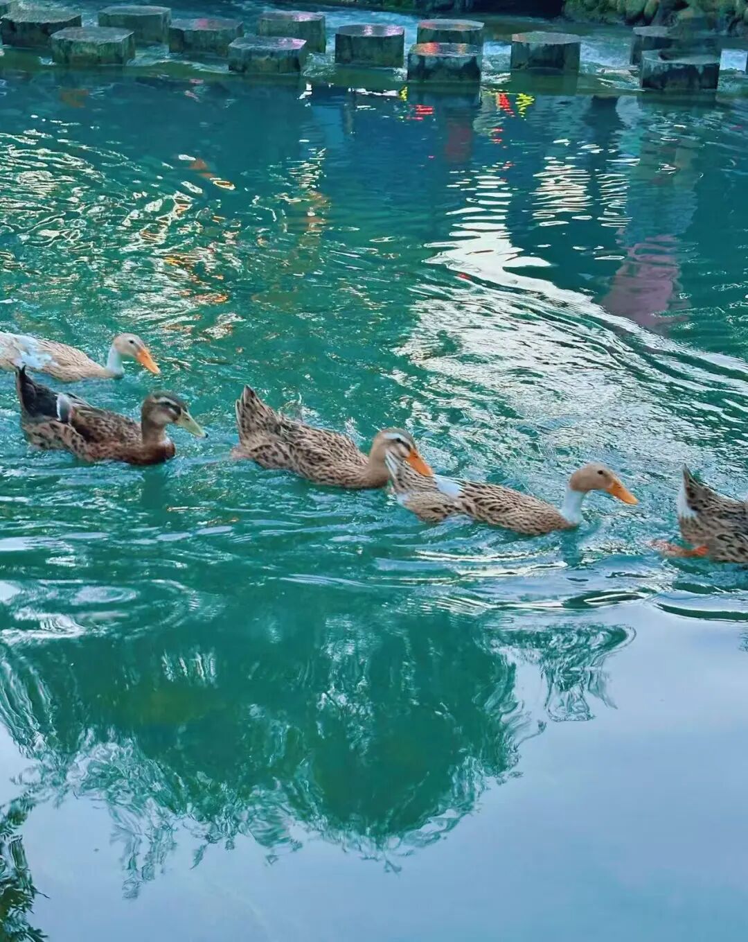 被严重低估的“中国抹茶之都”，清凉不输安顺，一天炫10顿，太适合一个人来放松了