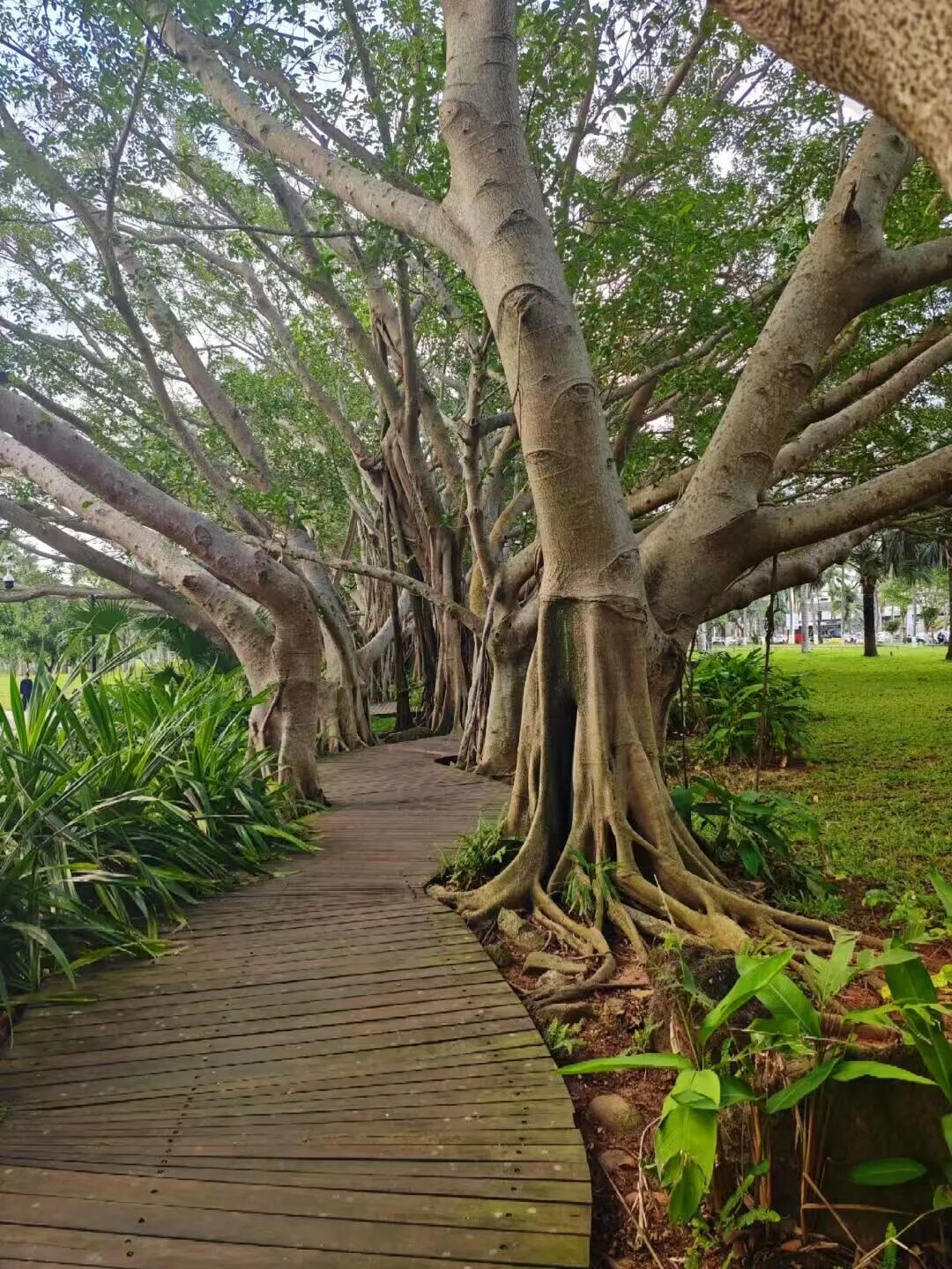 年味最浓的海滨慢城，游神不输福建，比三亚还便宜一半，春节来这里真惬意！